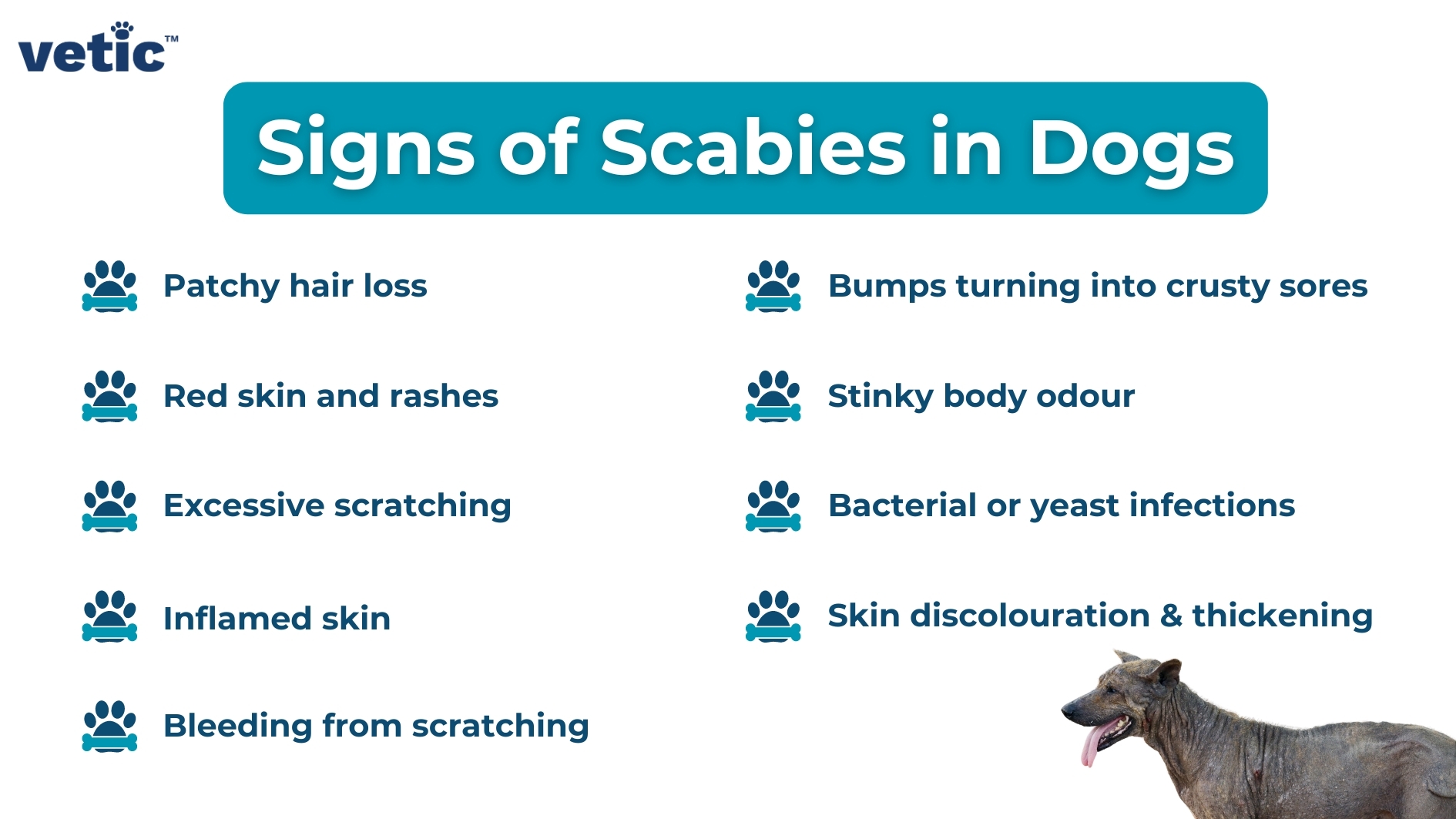 An informational image by Vetic listing the signs of scabies in dogs, including symptoms like patchy hair loss and red skin, with an image of a dog on the right. The signs of scabies in dogs include - Patchy hair loss Red skin and rashes Excessive scratching Inflamed skin Bleeding from scratching Bumps turning into crusty sores Stinky body odour Bacterial or yeast infections Skin discolouration & thickening