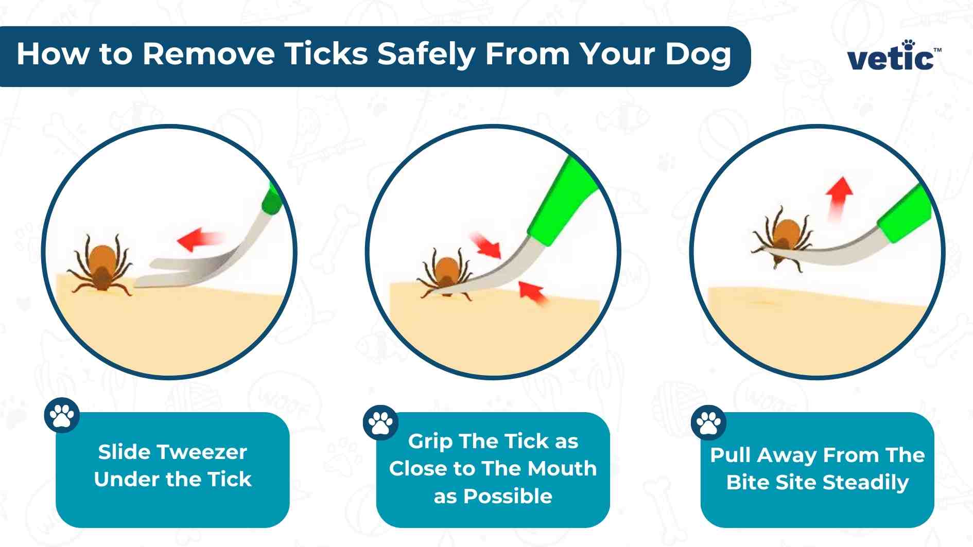 Protecting your dog from ticks also includes removing ticks safely from your dog's skin. this is an infographic by Vetic that illustrates the 3 steps to remove ticks from dogs - Slide Tweezer Under the Tick Grip The Ticks as Close to The Mouth as Possible Pull Away From The Bite Site Steadily