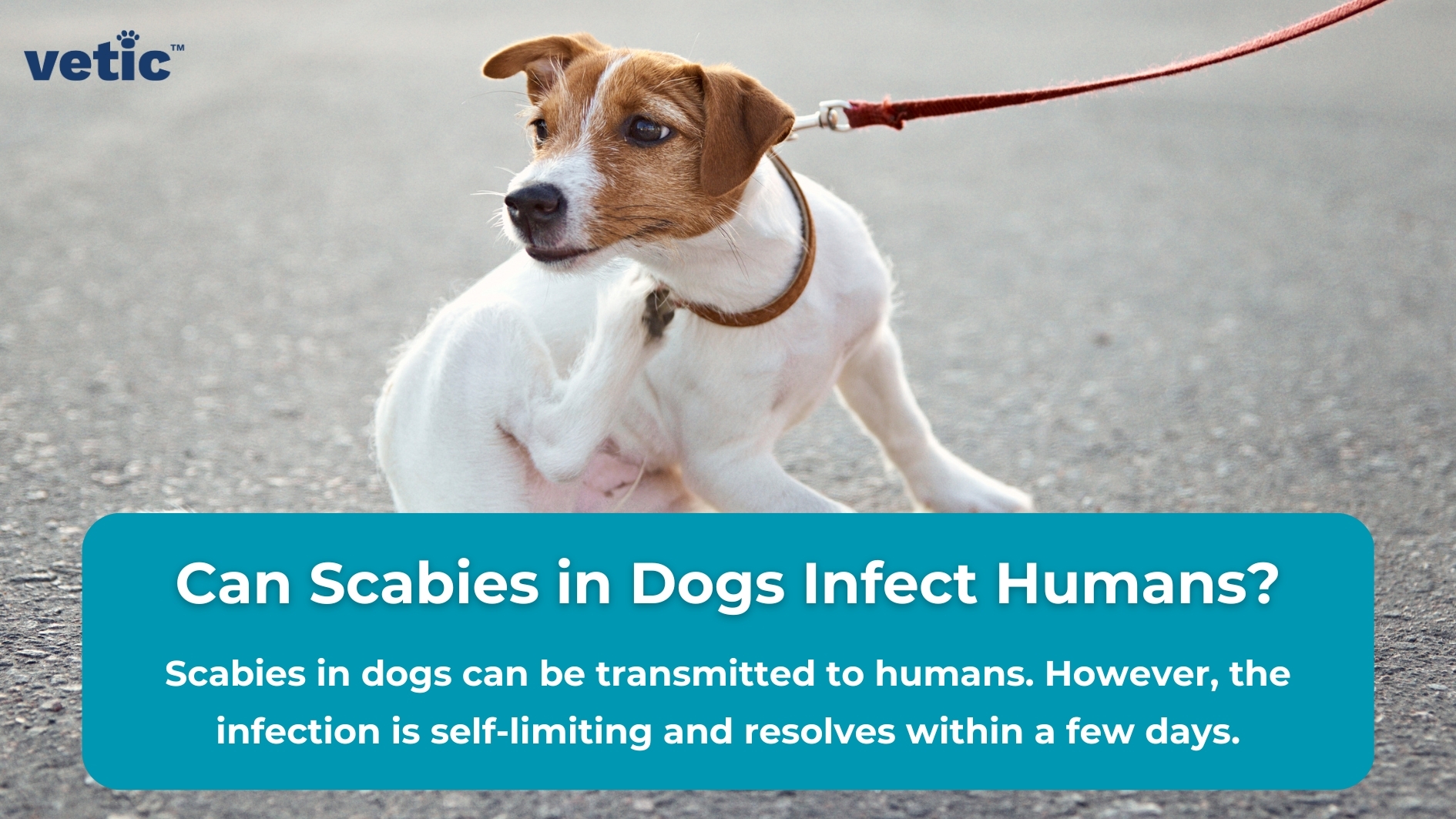 A dog on a leash with informational text about scabies in dogs and its potential transmission to humans. The dog appears to be outdoors, standing on an asphalt surface. In the upper left corner, there’s the logo “vetic” in white letters against a dark blue background. A large blue box containing white text poses the question, “Can Scabies in Dogs Infect Humans?” Below this question, additional information explains that while scabies can be transmitted from dogs to humans, the infection is self-limiting and typically resolves within a few days.