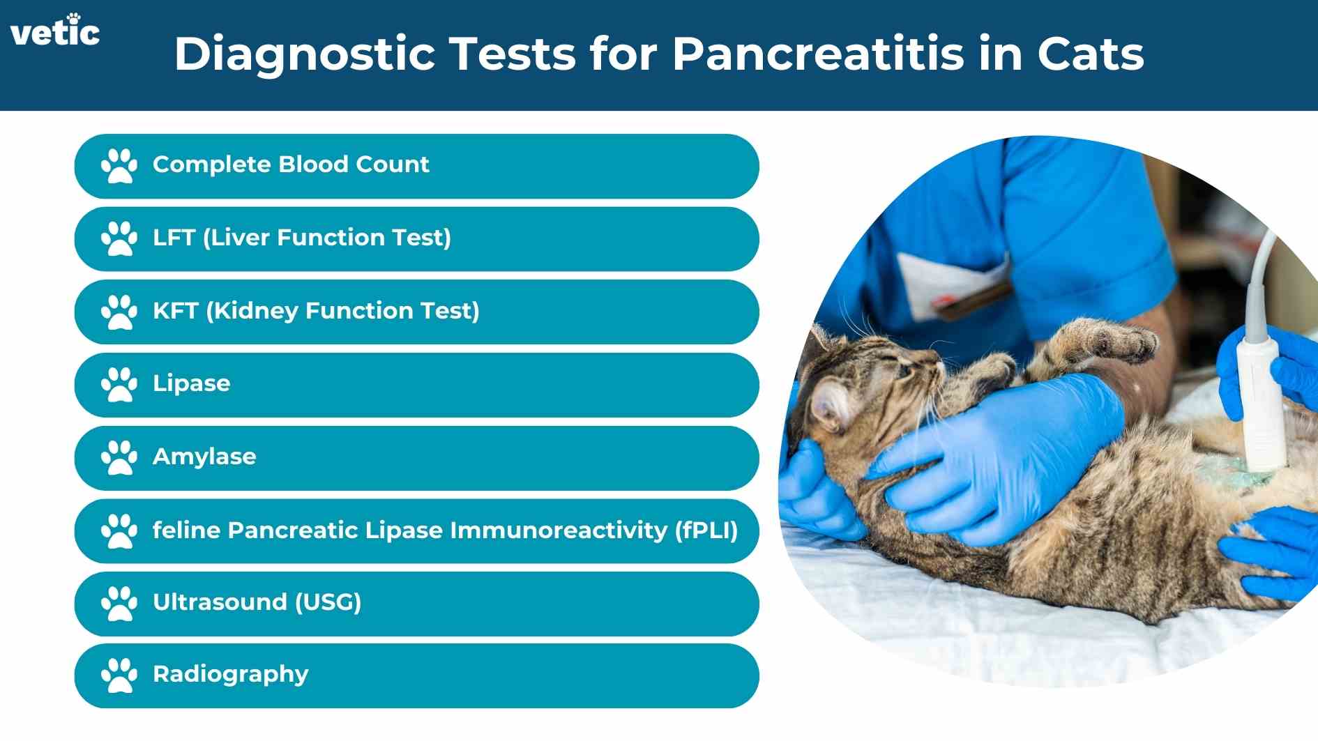 Inforgaphic titled the Diagnostic tests for pancreatitis in cats. Complete Blood Count LFT (Liver Function Test) KFT (Kidney Function Test) Lipase Amylase feline Pancreatic Lipase Immunoreactivity (fPLI) Ultrasound (USG) Radiography