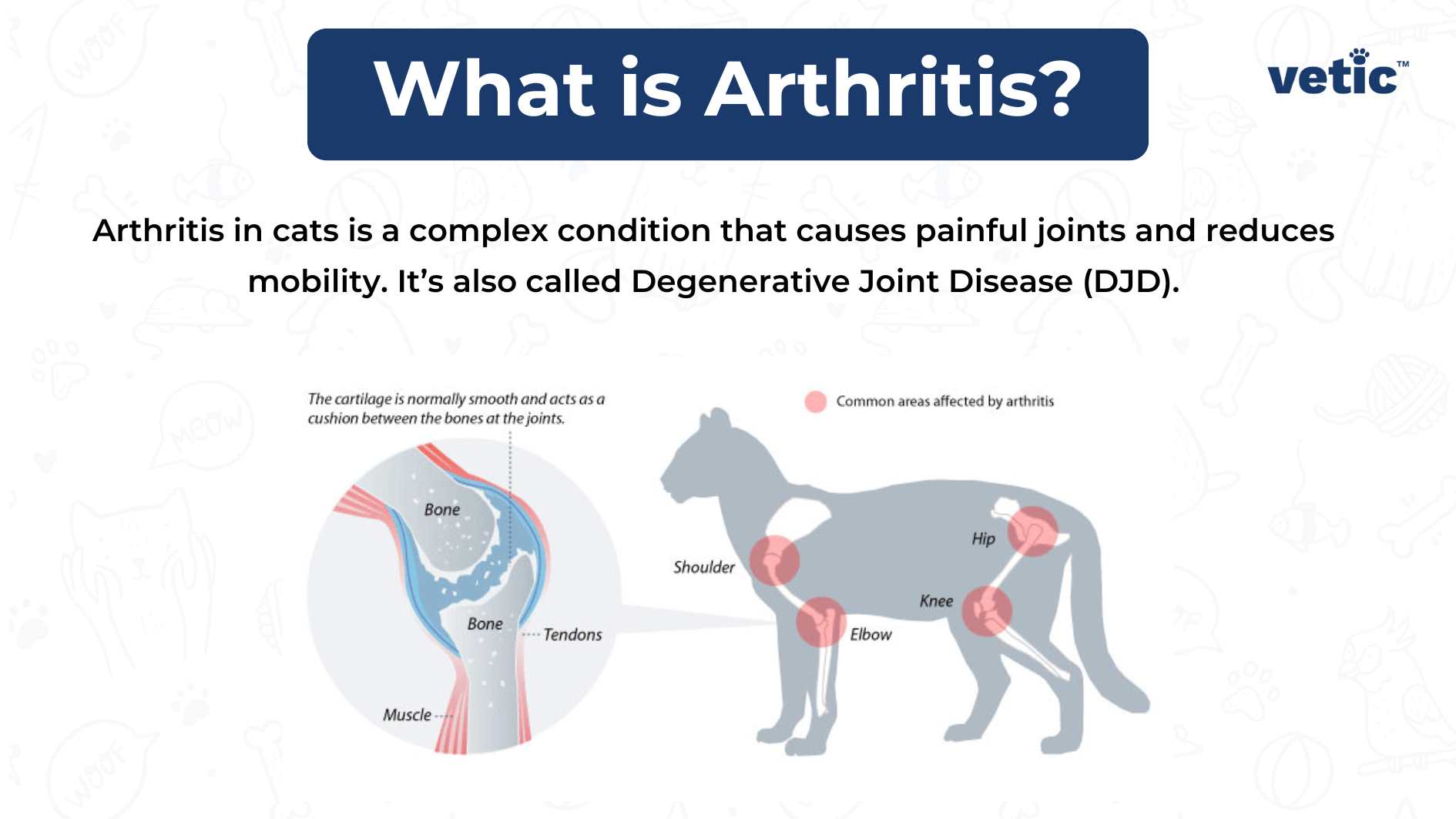 An informative illustration explaining arthritis in cats, including a detailed diagram of a joint and an outline of a cat highlighting common areas affected by arthritis. The illustration is titled “What is Arthritis?” and is created by veti™. It describes arthritis in cats as a complex condition that causes painful joints and reduces mobility, also known as Degenerative Joint Disease (DJD). The left side of the image features a detailed diagram of a joint affected by arthritis, labeling the bone, tendons, and muscles, and noting that cartilage acts as a cushion between bones at the joints. On the right side, there’s an outline of a cat with red circles indicating common areas affected by arthritis, such as the shoulder, elbow, hip, and knee. The background is white with light blue patterns resembling molecular structures. Text Extracted via OCR: “What is Arthritis? Arthritis in cats is a complex condition that causes painful joints and reduces mobility. It’s also called Degenerative Joint Disease (DJD). The cartilage is normally smooth and acts as a cushion between the bones at the joints. Common areas affected by arthritis. vetic™