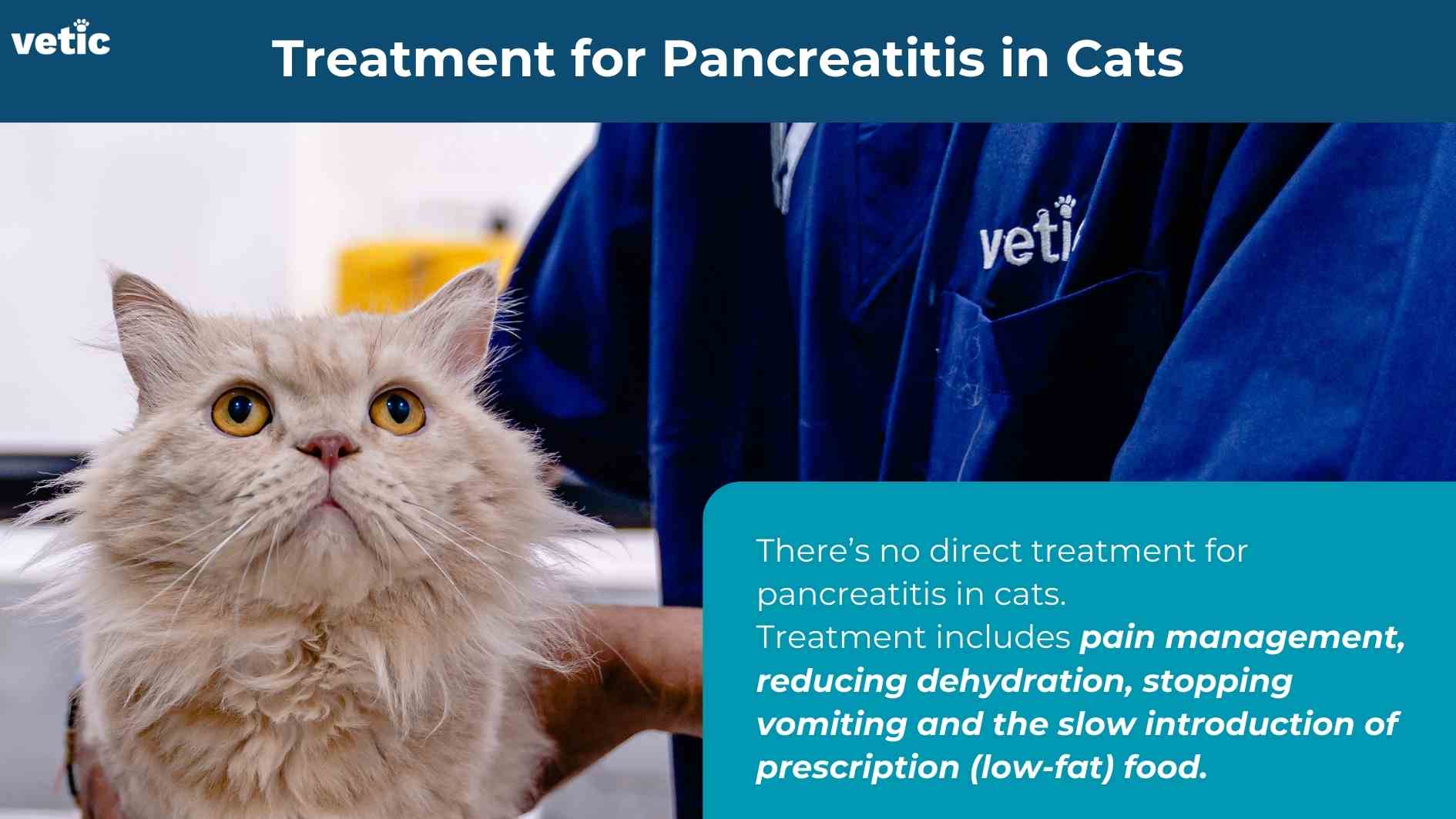 Treatment for pancreatitis in cats - a proprietary Vetic image with the veterinary nurse holding a persian cat with yellow eyes. the cat is a dull orange, has a dull coat and has weight loss. the cat is looking up at the veterinary nurse. No direct treatment for pancreatitis in cats. Treatment includes pain management, reducing dehydration, stopping vomiting and slow introduction of prescription (low-fat) food.