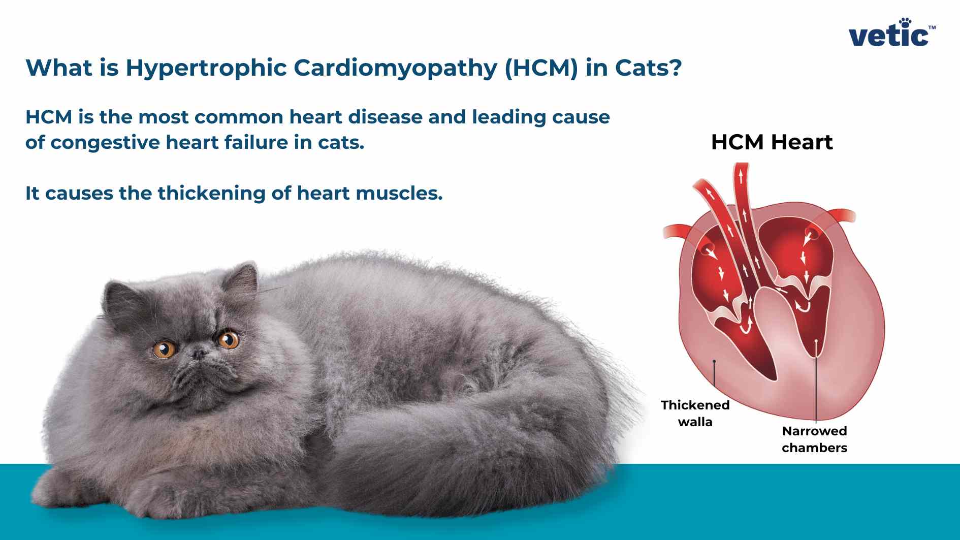 An informational image about Hypertrophic Cardiomyopathy (HCM) in cats, featuring a grey cat and a diagram of an affected heart. Description: The image is informational and focuses on explaining Hypertrophic Cardiomyopathy (HCM) in cats. On the left side, there is a grey cat lying down, looking towards the camera. The background is plain with a gradient from white to light blue at the bottom. At the top left corner, there’s text explaining what HCM is and stating that it’s a common heart disease in cats causing thickening of heart muscles. On the right side, there’s a diagram of an HCM affected heart labeled “HCM Heart,” showing thickened walls and narrowed chambers. The company or organization logo “vetic” appears at the top right corner.