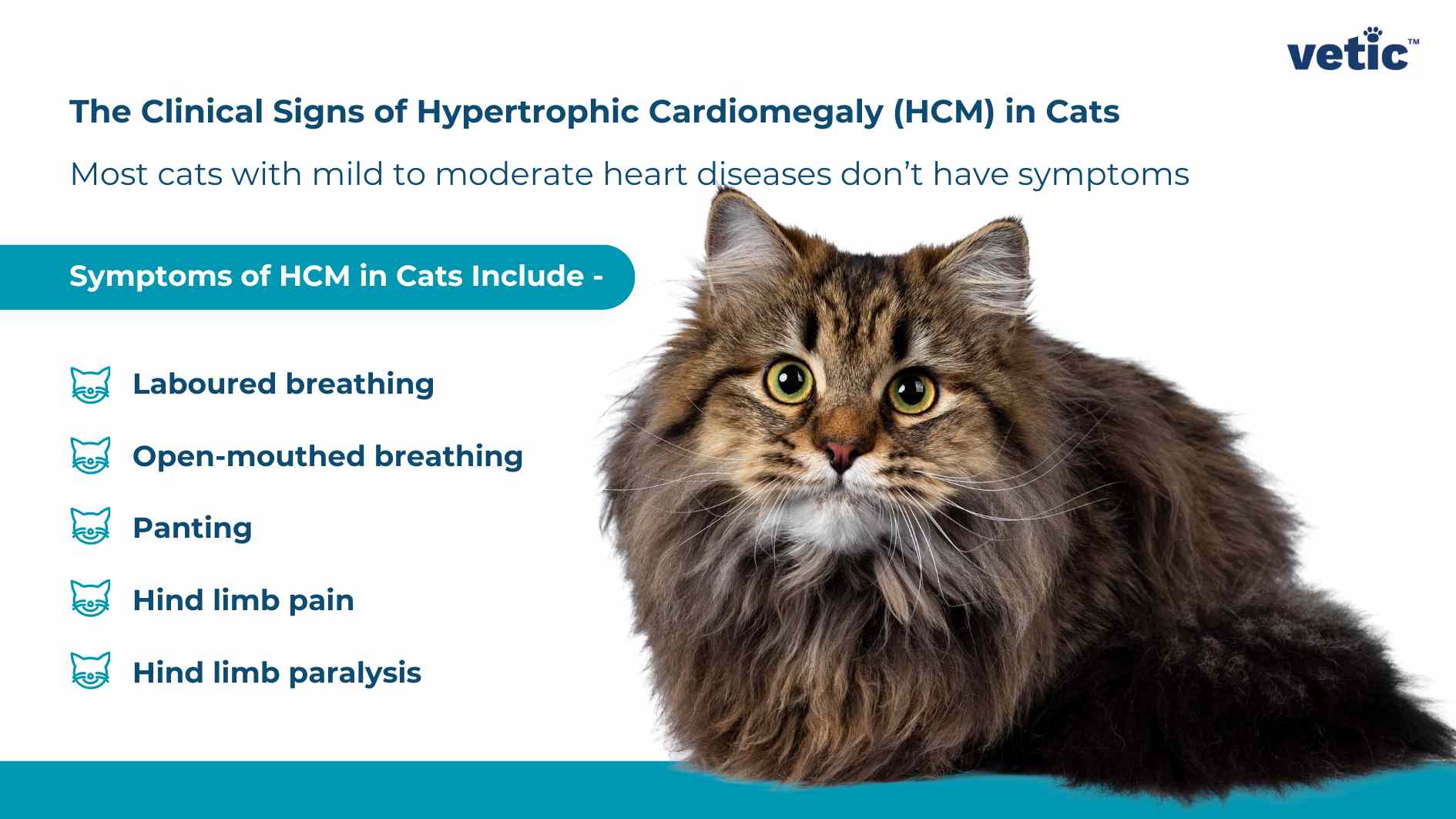 An informational image about Hypertrophic Cardiomegaly in cats featuring a fluffy cat and a list of symptoms. The image is an informational graphic about “The Clinical Signs of Hypertrophic Cardiomegaly or HCM in Cats” by vetic. A fluffy, long-haired cat with green eyes is prominently featured on the right side of the image. The background is a gradient from blue at the top to white at the bottom. At the top, there’s text stating that most cats with mild to moderate heart diseases don’t have symptoms. Below this, there’s a list of symptoms of HCM in cats, including labored breathing, panting, hind limb pain, and hind limb paralysis. Each symptom is accompanied by an icon of a cat’s face.
