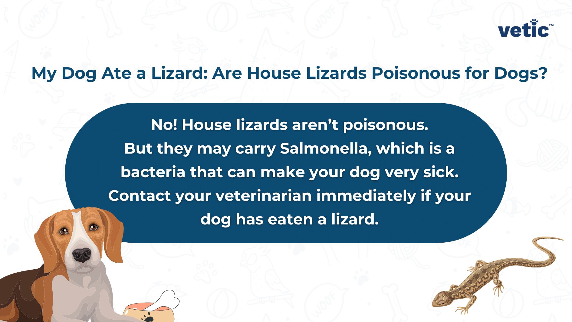 Infographic by Vetic on “My Dog Ate a Lizard: Are House Lizards Poisonous for Dogs?” It clarifies that house lizards are not poisonous but may carry Salmonella. The advice given is for dog owners to contact their veterinarian if their dog eats a lizard, highlighting the importance of professional guidance in such situations.