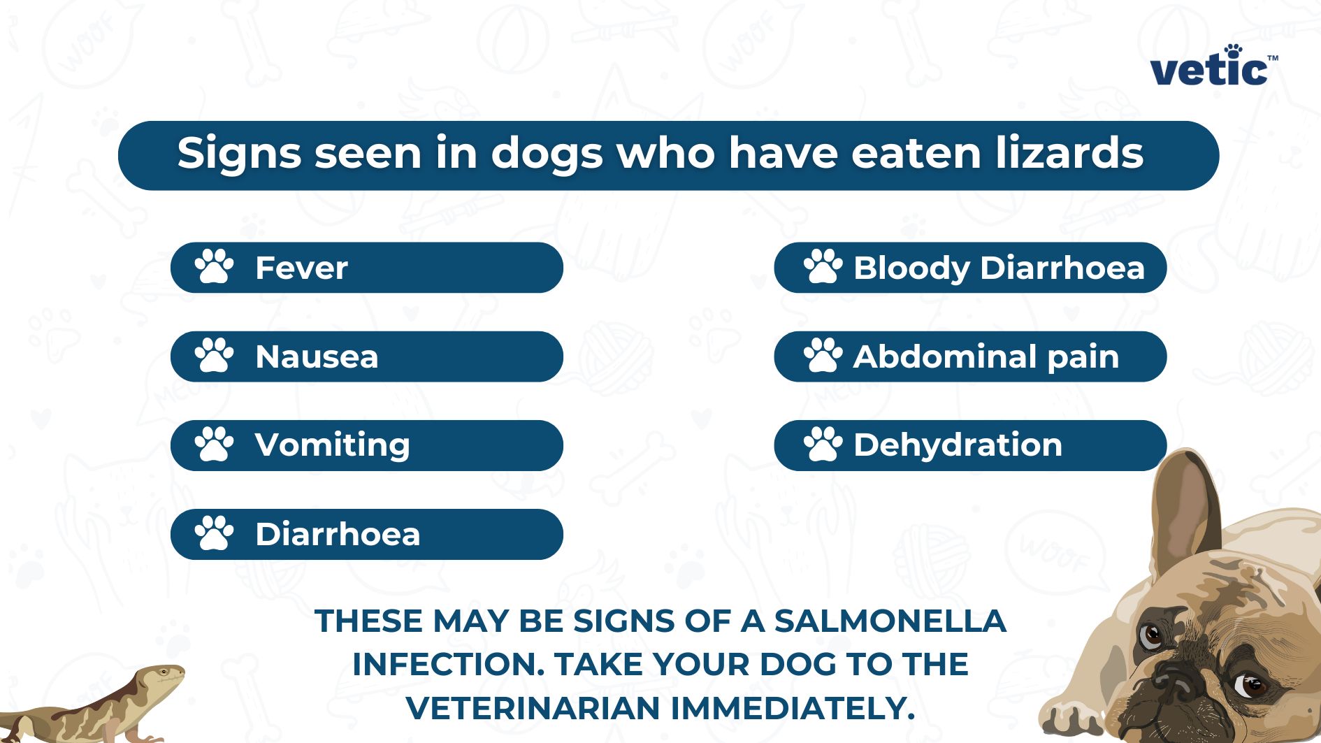 Informational graphic that lists various symptoms a dog may exhibit after eating lizards, such as fever, nausea, vomiting, diarrhea, bloody diarrhea, abdominal pain, and dehydration. It advises that if these symptoms are observed, the dog should be taken to a veterinarian immediately as they may be signs of a salmonella infection. It’s important to seek professional veterinary care in such situations.