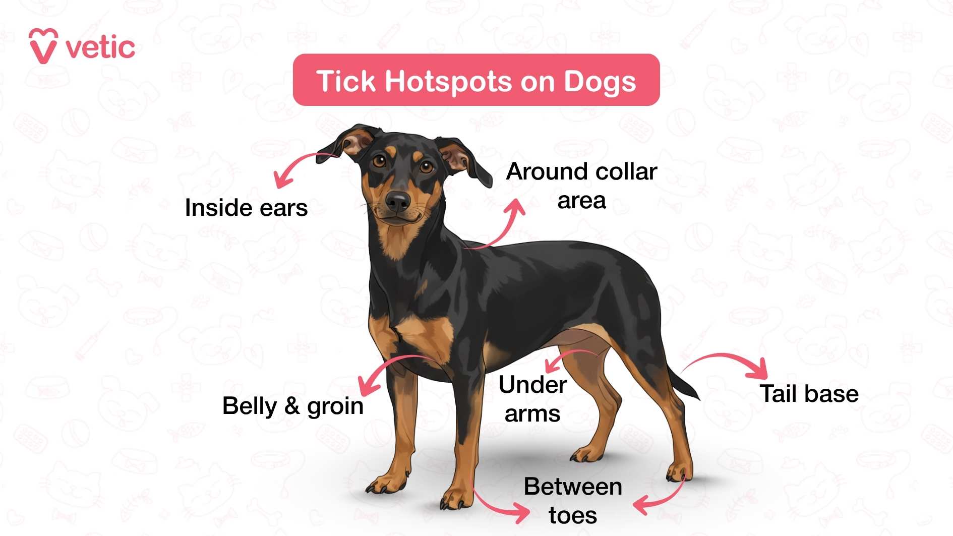 Image showing tick hotspots on dogs. The image features a pink and white color scheme with faint pet-related illustrations in the background. The main text in a red box reads 'Tick Hotspots on Dogs.' The image shows a dog with arrows pointing to specific areas: 'Inside ears,' 'Around collar area,' 'Under arms,' 'Belly & groin,' 'Tail base,' and 'Between toes.