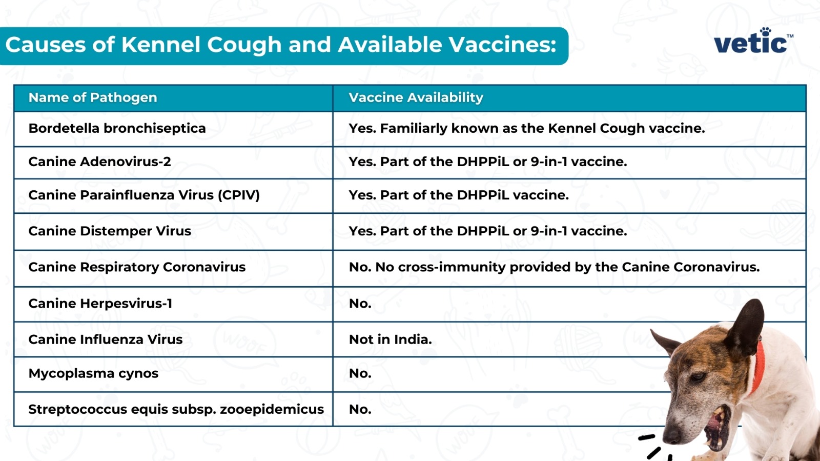 The image presents an educational chart titled “Causes of Kennel Cough and Available Vaccines.” It lists eight pathogens in the “Name of Pathogen” column and their corresponding vaccine availability status in the “Vaccine Availability” column. The chart includes common pathogens like Bordetella bronchiseptica, Canine Adenovirus-2, and Canine Parainfluenza Virus, among others. Notably, vaccines are not available for Canine Respiratory Coronavirus, Canine Herpesvirus-1, and Mycoplasma cynos. The ‘vetic’ logo is visible in the top right corner. A dog with a red collar is depicted at the bottom right, adding a visual element to the informative content.