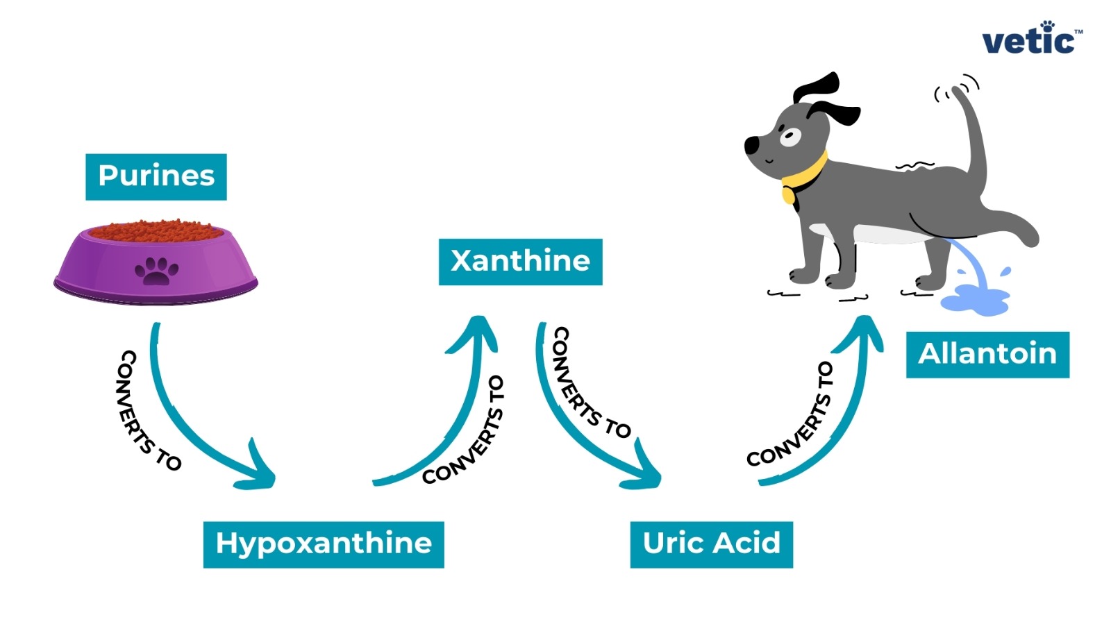 The image is an infographic on Uroliths in Dalmatians; explaining the metabolic process of converting purines to uric acid in dogs. On the left, there is a purple bowl filled with dog food labeled “Purines.” Arrows labeled “CONVERTS TO” show the conversion process from purines to hypoxanthine, then to xanthine, and then to uric acid, which is finally converted to Allantoin. “Hypoxanthine” and “Xanthine” are written in blue text boxes connected by arrows indicating their conversion sequence. On the right side of the image, there’s a cartoon depiction of a grey dog with a yellow collar. The dog appears to be peeing, representing the excretion of uric acid.