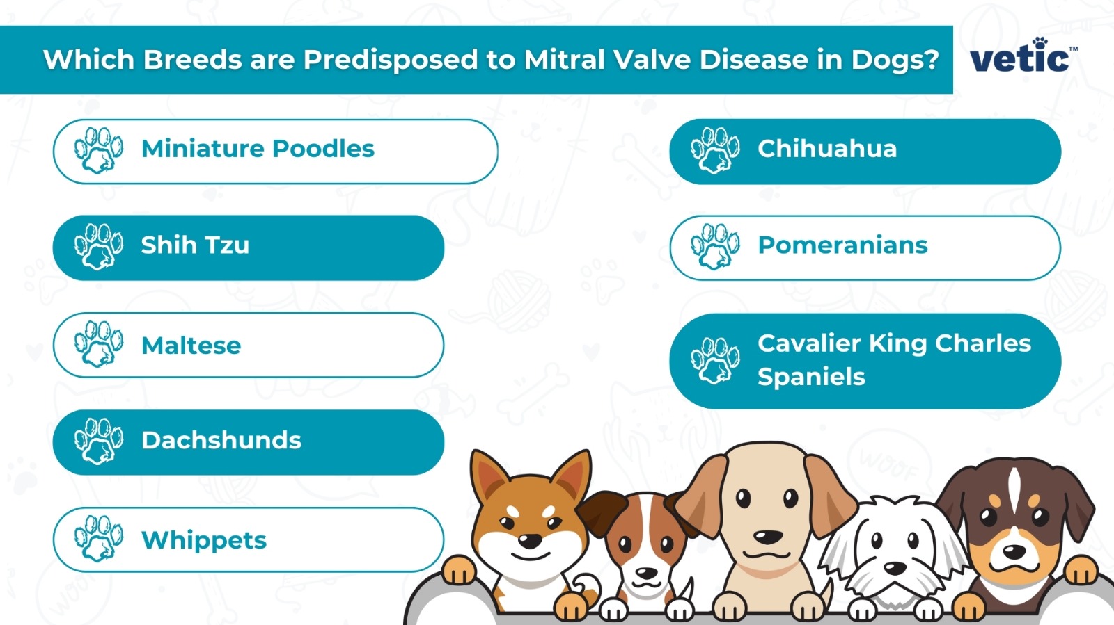 Inforgaphic on which breeds are more prone to mitral valve disease in dogs as presented by Vetic. The most common small dog breeds prone to MVD include the miniature poodle, chihuahua, shih tzu, pomeranian, Cavelier King Charles Spaniels, Maltese, Dachshunds, Whippets