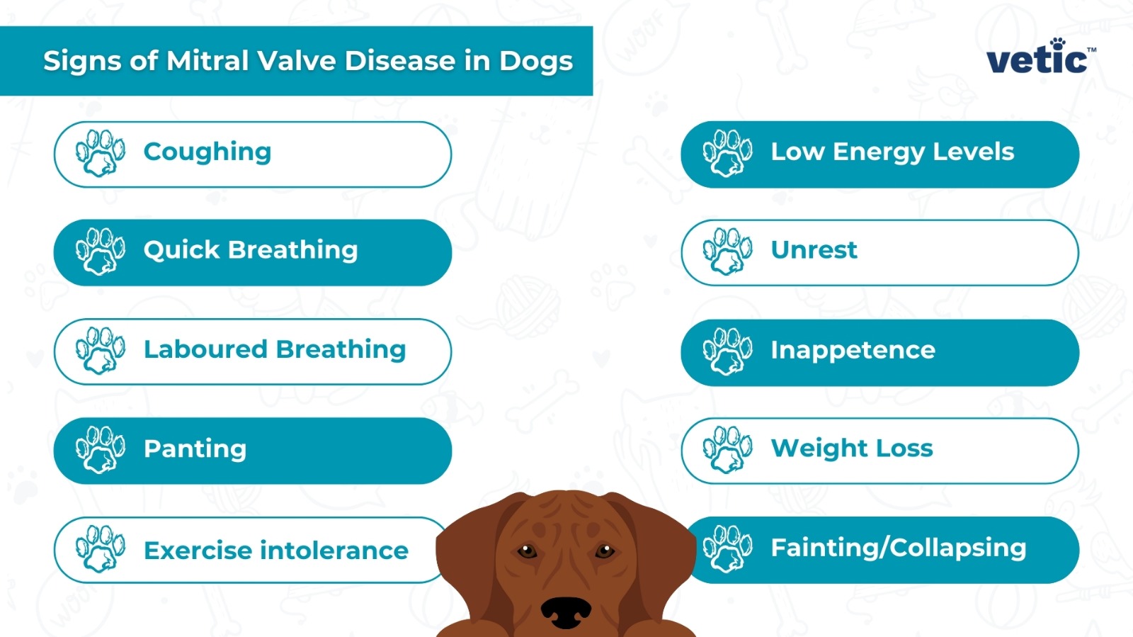 Signs of Mitral Valve Disease in Dogs Coughing Quick Breathing Laboured Breathing Panting Exercise intolerance Low Energy Levels Unrest Inappetence Weight Loss Fainting/Collapsing