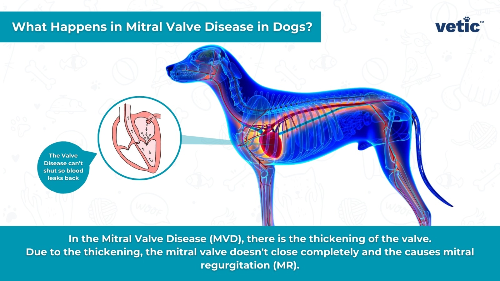 The image is an infographic on "What is Mitral Valve Disease in Dogs?" illustration that explains Mitral Valve Disease (MVD) in dogs. It features a blue outlined silhouette of a dog with its internal organs visible, focusing on the heart. A detailed inset shows the mitral valve affected by MVD, highlighting the thickening of the valve which leads to mitral regurgitation. This condition prevents the valve from closing completely, allowing blood to flow backward into the atrium when the heart contracts. The image serves as a comprehensive guide to understanding MVD in dogs.