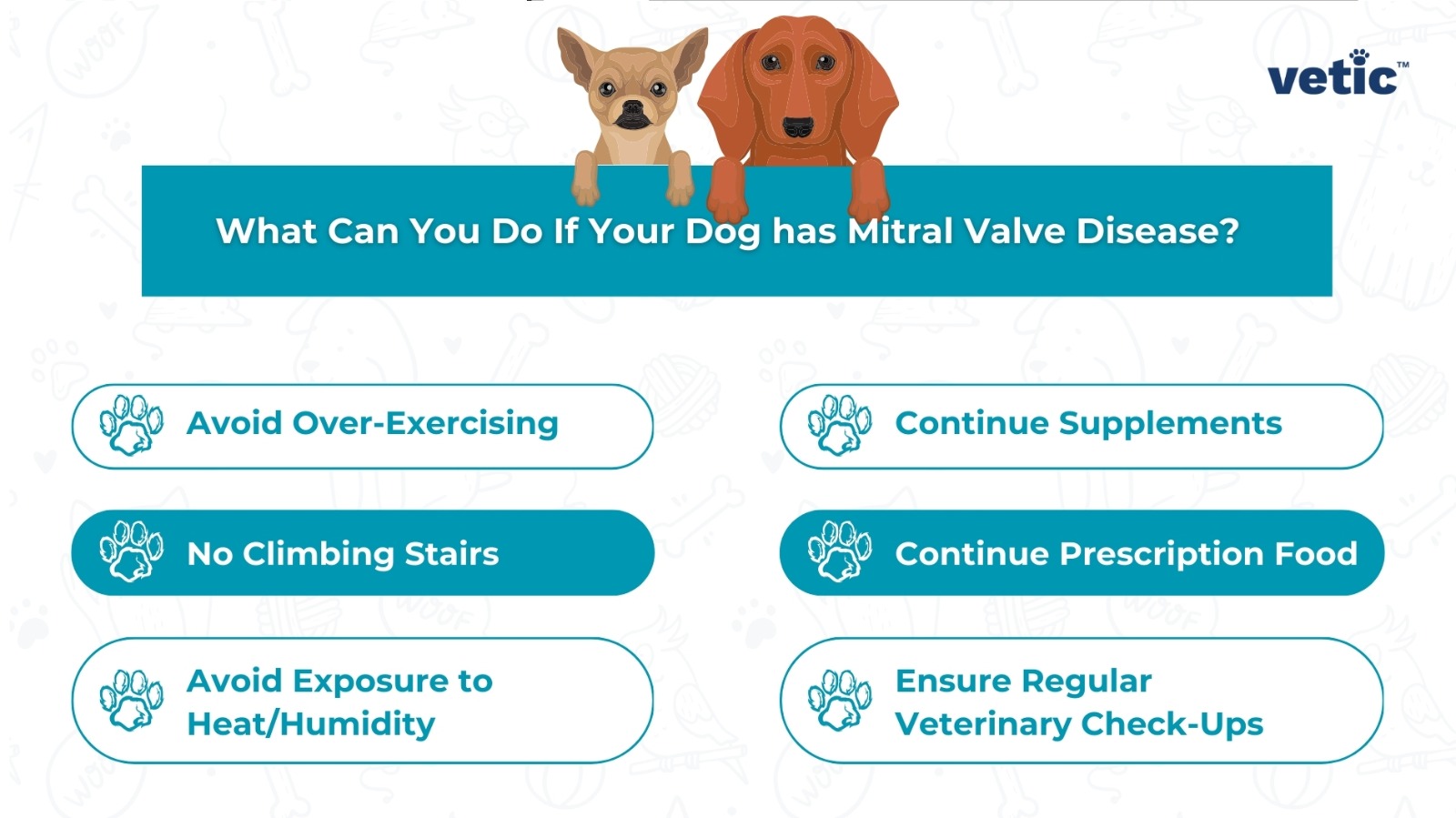 an infographic branded by Vetic on "What can you do if your dog has mitral valve disease" mitral valve disease in dogs is a degenerative condition that requires plenty of care, such as, avoiding over exercising, avoiding humidity and heat, no climbing stairs, continuing prescription food, supplements and medication, and ensuring regular veterinary check-ups