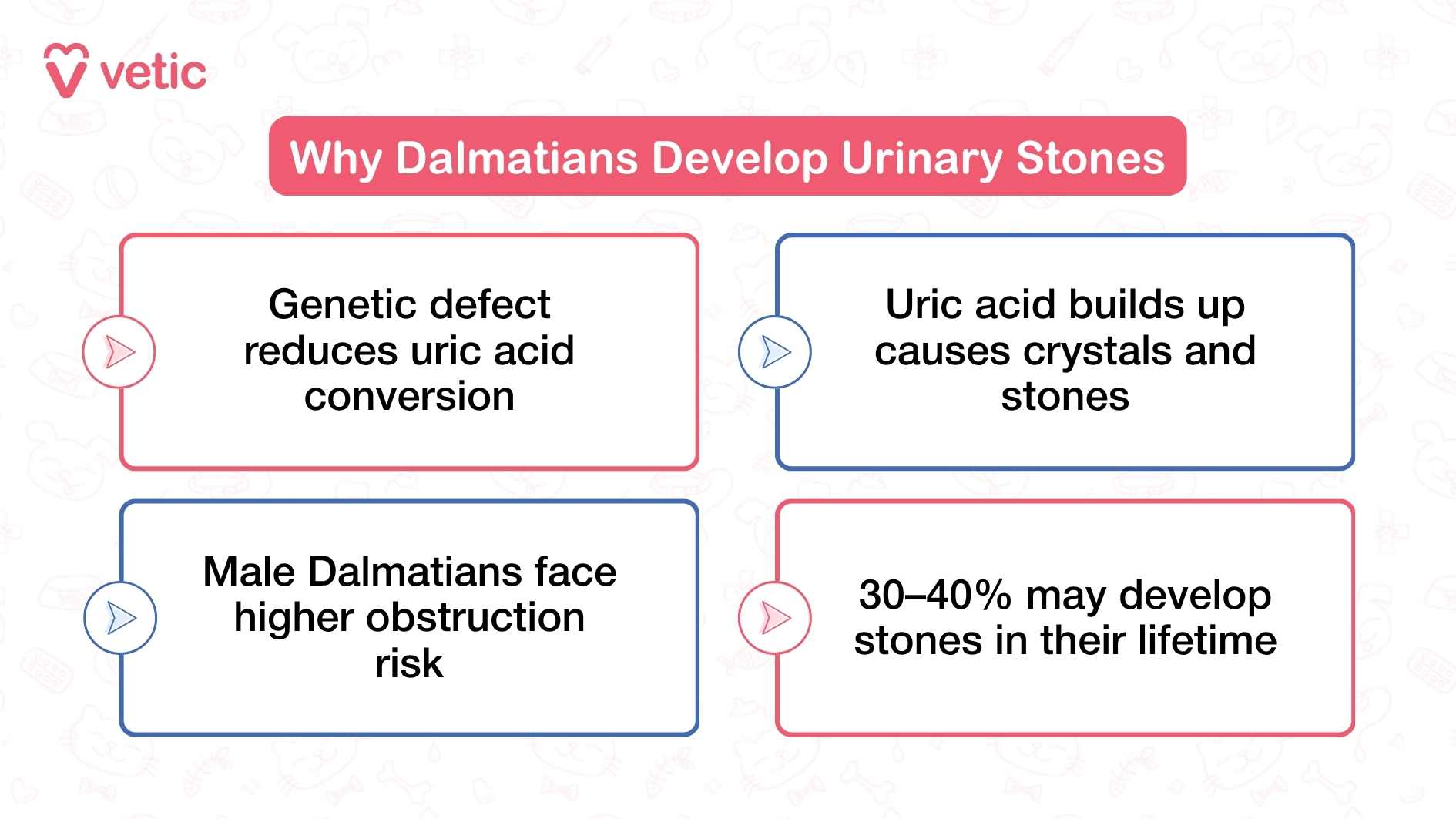 Image showing why Dalmatians develop urinary stones. The image has a pink and white color scheme with faint pet-related illustrations in the background. The main text in a red box reads 'Why Dalmatians Develop Urinary Stones.' Below are four bullet points: 'Genetic defect reduces uric acid conversion,' 'Uric acid builds up causes crystals and stones,' 'Male Dalmatians face higher obstruction risk,' and '30–40% may develop stones in their lifetime.