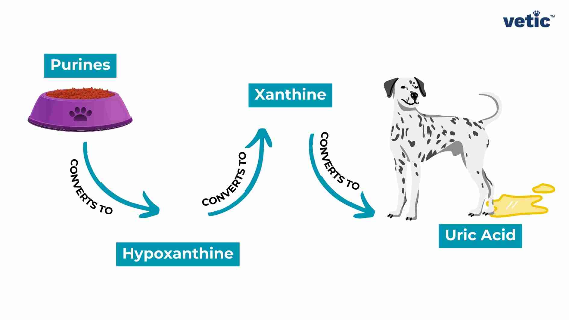 The image is an infographic on Uroliths in Dalmatians; explaining the metabolic process of converting purines to uric acid in dogs. On the left, there is a purple bowl filled with dog food labeled “Purines.” Arrows labeled “CONVERTS TO” show the conversion process from purines to hypoxanthine, then to xanthine, and finally to uric acid. “Hypoxanthine” and “Xanthine” are written in blue text boxes connected by arrows indicating their conversion sequence. On the right side of the image, there’s a cartoon depiction of a grey dog with a yellow collar. The dog appears to be peeing, representing the excretion of uric acid.