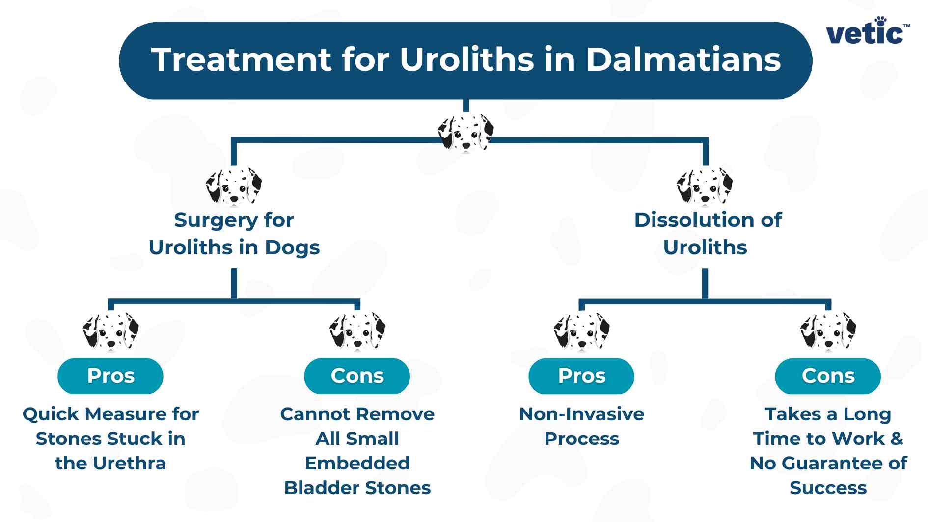 The image is an infographic that outlines two methods of treating uroliths in Dalmatians - surgery and dissolution. It compares the pros and cons of each method, indicating that surgery is a quick measure but cannot remove all small embedded bladder stones, while dissolution is non-invasive but takes a long time with no guaranteed success.