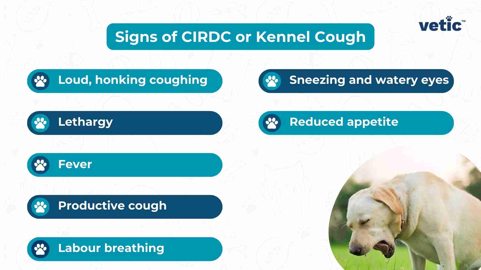 An informational graphic listing the signs of CIRDC or Kennel Cough in dogs, with a picture of a dog on the right side. Description: The image is an educational graphic about the signs of CIRDC (Canine Infectious Respiratory Disease Complex), also known as Kennel Cough. It features a list of eight symptoms, each accompanied by a paw print icon: Loud, honking cough Lethargy Fever Productive cough Labored breathing Sneezing and watery eyes Reduced appetite The title “Signs of CIRDC or Kennel Cough” is displayed prominently at the top, with the ‘vetic’ logo in the top right corner. A light-colored dog appears on the right side of the graphic, seemingly sneezing or coughing.