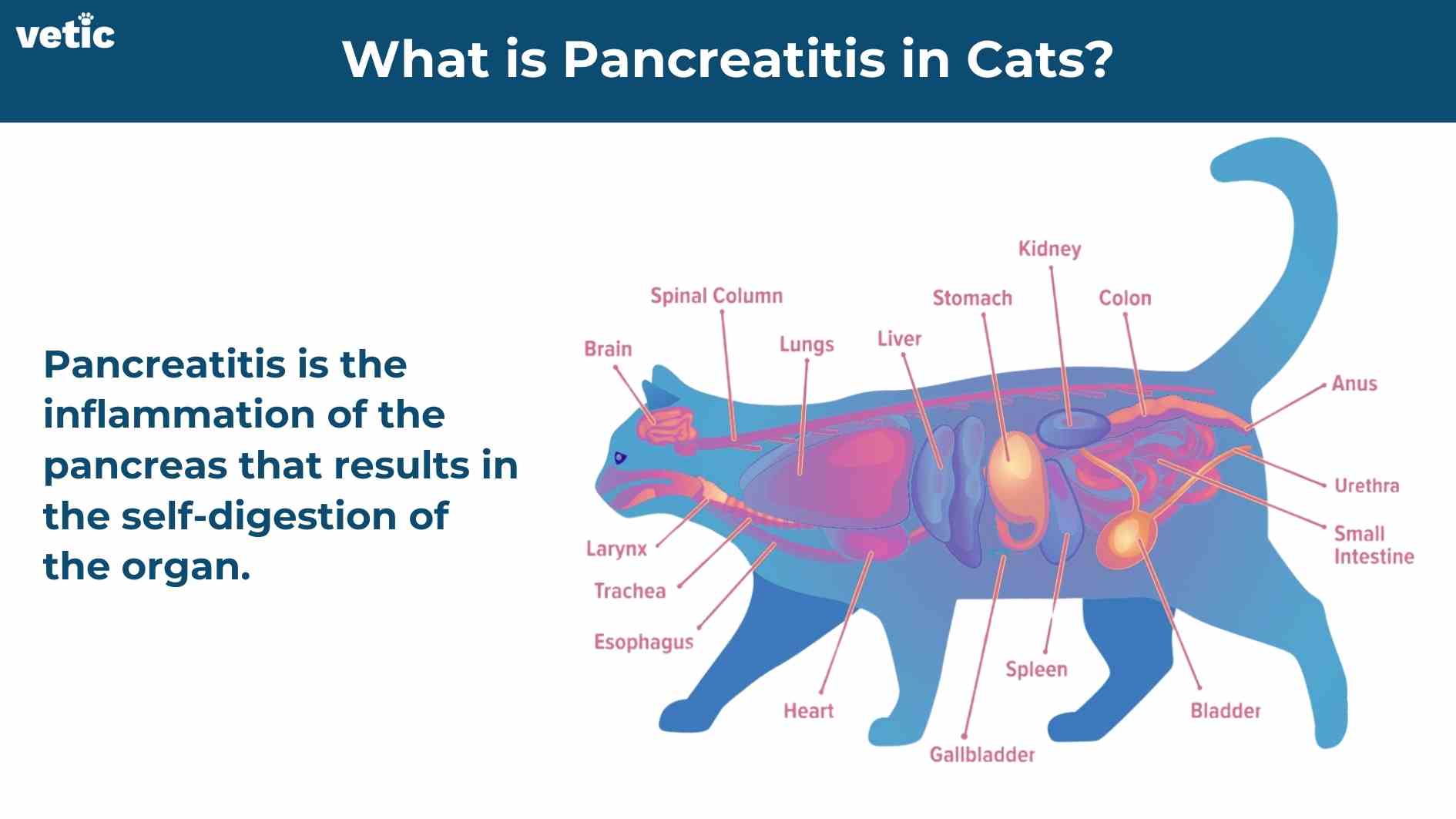 infographic titled 'what is pancreatitis in cats?' with the Vetic logo. Pancreatitis is the inflammation of the pancreas that results in the self-digestion of the organ. the image has the outline of a cat in blue and the internal organs visible and lined out that includes the lungs, stomach, liver, gall bladder, small intestine, pancreas, large intestine, kidneys and bladder. The small intestine is high intensity red, since the inflammation of the pancreas causes inflammation of the small intestine as well. The infographic is accompanied by an illustration of the basic anatomy of a cat that shows the location of every major organ and organ system including the liver, pancreas and small intestine.