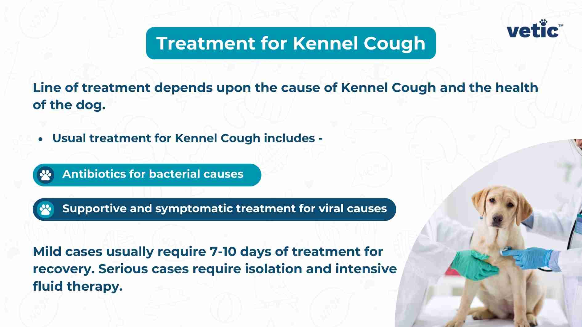 The image is an informational graphic on a light blue background with a watermark of dog icons. It’s titled “Treatment for Kennel Cough” in bold letters at the top. There is a logo “vetiC™” at the top right corner. The main content explains that the line of treatment depends upon the cause of Kennel Cough and health of the dog. Two specific treatments are listed: antibiotics for bacterial causes, marked with a blue icon; supportive and symptomatic treatment for viral causes, marked with a green icon. Additional information states that mild cases usually require 7-10 days of treatment for recovery while serious cases need isolation and intensive fluid therapy. On the right side, there is an image of a Labrador Retriever puppy being examined by veterinarians for cough and congestion using a stethoscope on the pup's chest