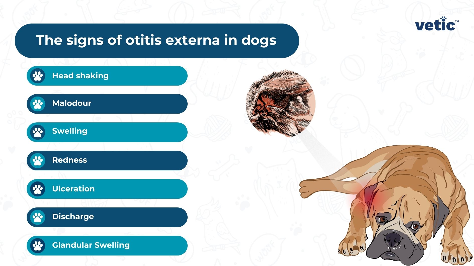 An informative image by vetic displaying the signs of otitis externa in dogs, including a list of symptoms like head shaking, malodour, swelling, ulceration, discharge and swelling and redness, accompanied by an illustration of a dog exhibiting discomfort and a close-up of an affected ear.