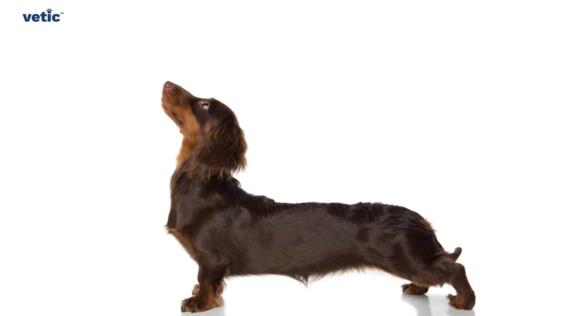 A long-haired dachshund in profile view, looking upwards, with the logo “vetic” in the top left corner. It is a part of a series of photos featuring Dachshunds belonging to the blog "Adopting a Dachshund" The image features a long-haired dachshund in profile view. The dachshund has a luxurious, flowing coat. It gazes upwards, capturing a moment of curiosity or attention. The background is plain white. In the top left corner, there’s a watermark with the text “vetic.”