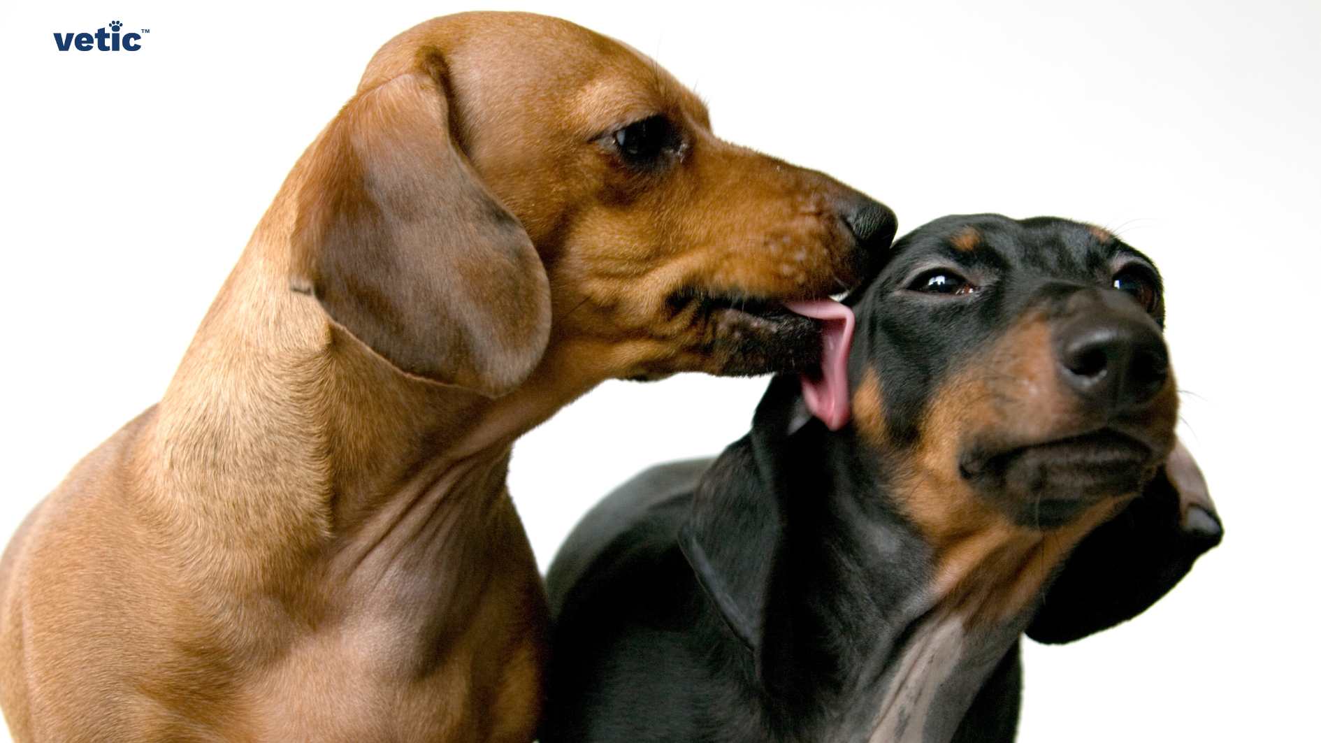 Two dogs are featured prominently in this image. It belongs to a series of images titled "Adopting a Dachshund". The dog on the left is brown with a smooth coat, medium-sized ears that fold over, and it is licking the face of the other dog. The dog being licked has black fur with tan markings on its face and ears; its expression appears surprised or caught off-guard. Both dogs are set against a plain white background which highlights their forms and colors. In the top left corner, there’s a logo with the text “vetic.”