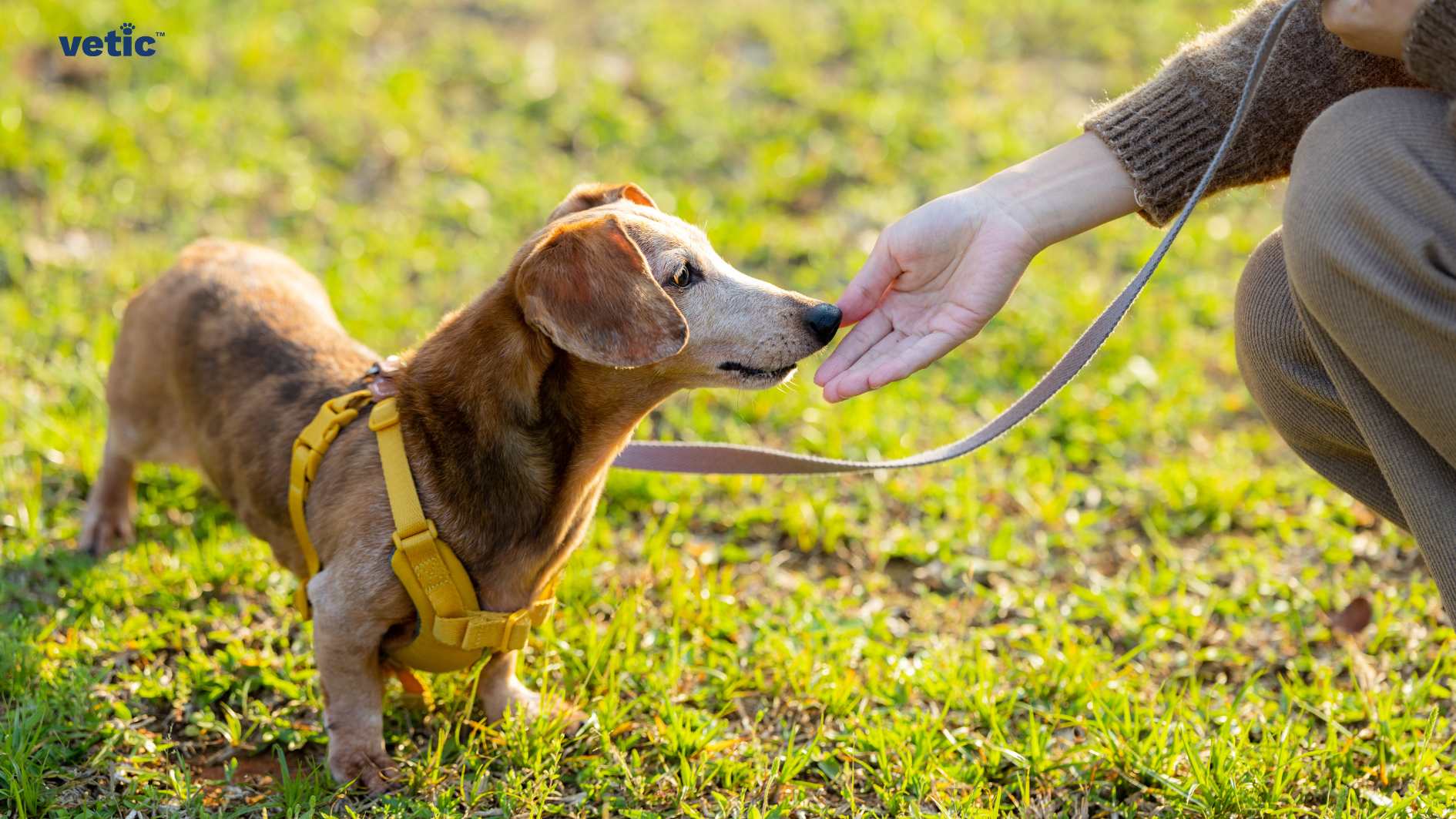 A dog wearing a yellow harness is being trained by a person in an outdoor setting. the image is a part of the blog titled "Adopting a Dachshund" The image captures a training moment between a dog and a person outdoors. The dog, with its brown and white coat, is wearing a yellow harness. The person’s hand is extended towards the dog, holding onto its leash. They are surrounded by green grass with sunlight illuminating the scene. “vetic” is written in the top left corner of the image.