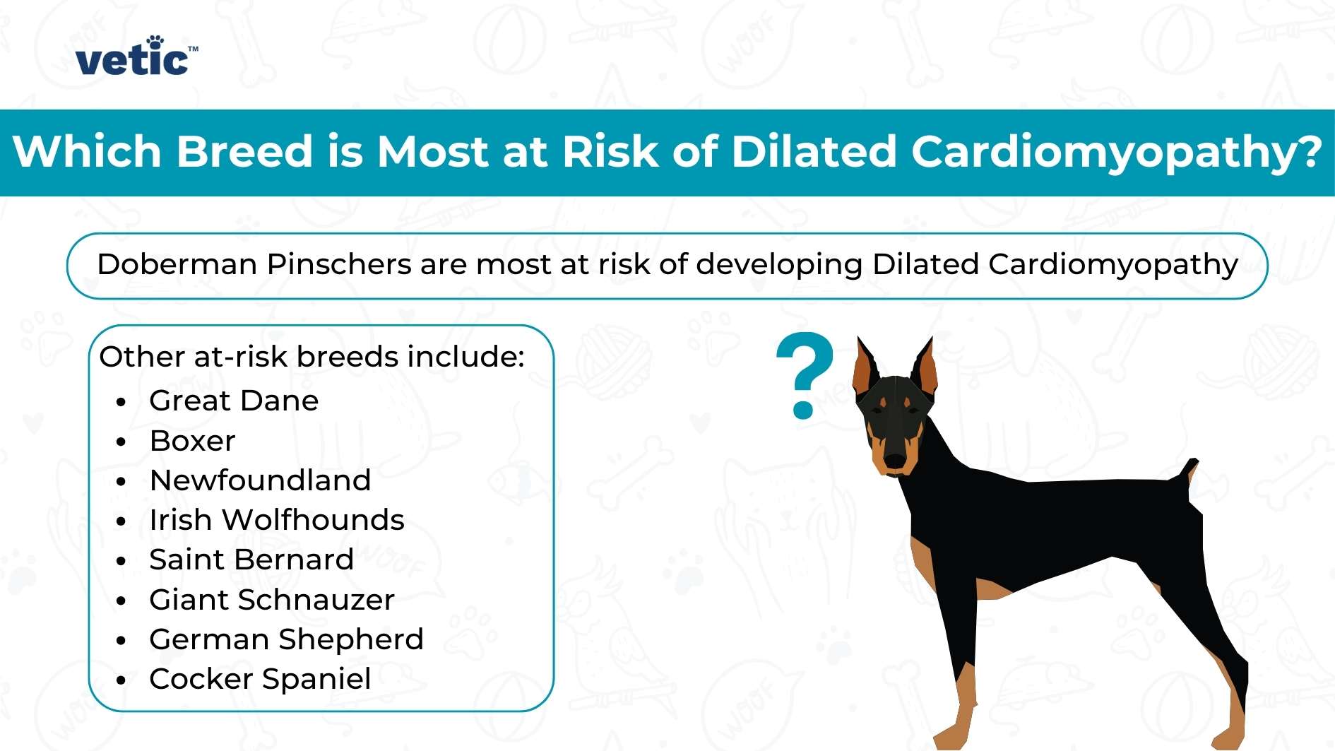 Doberman Pinschers are most at risk, and lists other breeds including Great Dane, Boxer, Newfoundland, Irish Wolfhounds, Saint Bernard, Giant Schnauzer, German Shepherd, and Cocker Spaniel. There is a graphic of a Doberman Pinscher alongside.