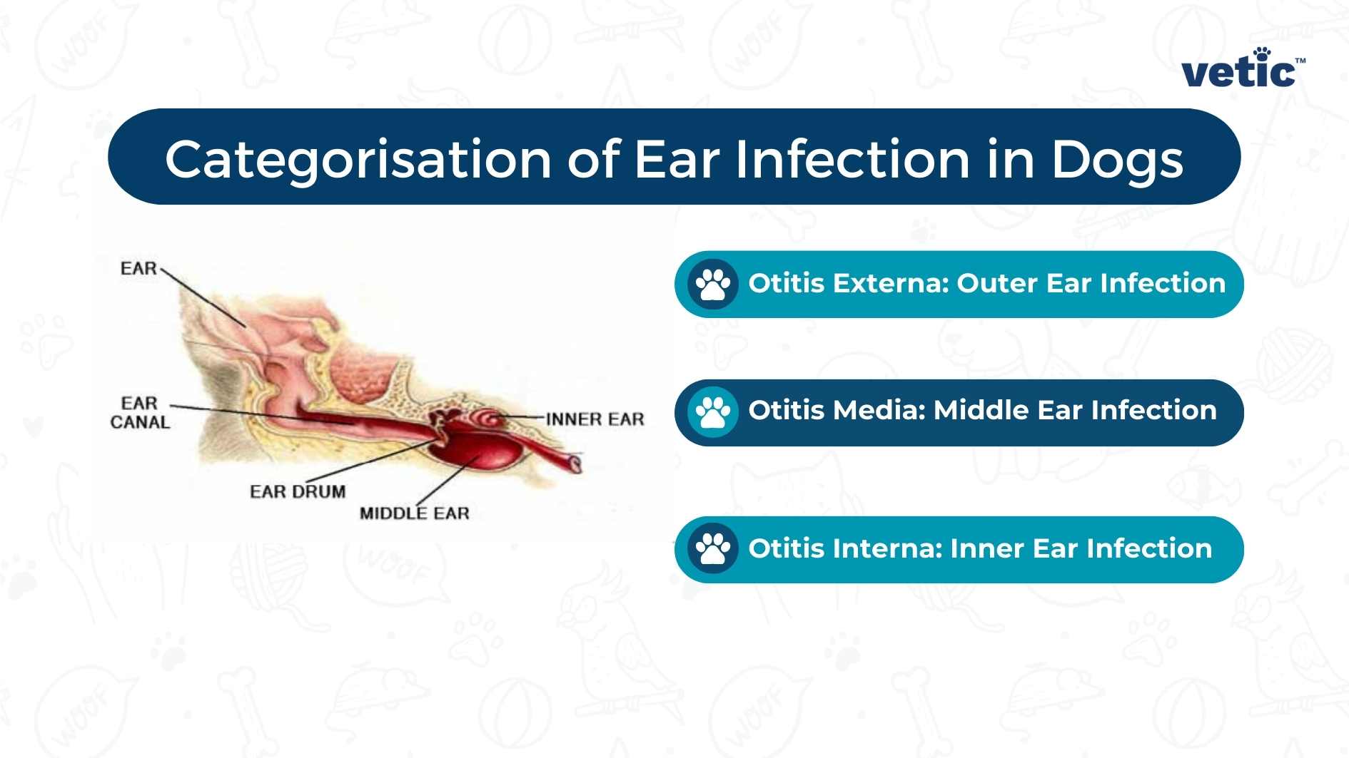image by vetic™ illustrating the OMR (Outer, Middle, Inner) categorization of ear infections in dogs, with a detailed diagram of a dog’s ear. Description: The image provides a visual explanation of the different types of ear infections that can affect dogs. It is presented by vetic™ and outlines three specific categories - Otitis Externa for outer ear infection, Otitis Media for middle ear infection, and Otitis Interna for inner ear infection. A labeled diagram of a dog’s ear highlights these three areas to offer a clear understanding.