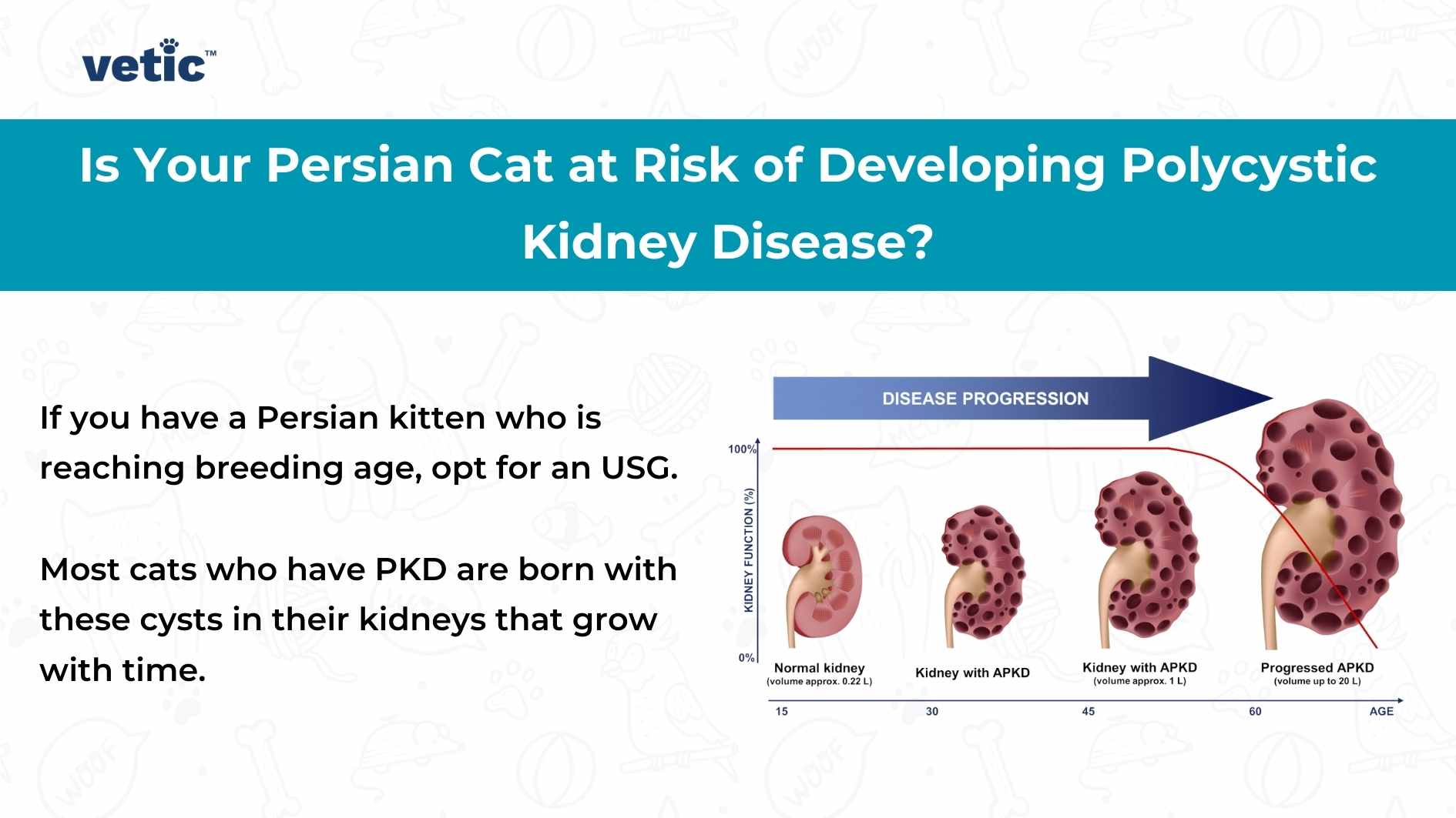 vetic® Is Your Persian Cat at Risk of Developing Polycystic Kidney Disease? If you have a Persian kitten who is reaching breeding age, opt for an USG. Most cats who have PKD are born with these cysts in their kidneys that grow with time. DISEASE PROGRESSION Normal Kidney (normal cysts, 0-15) Kidney with APKD (mild cysts, 15-30) Kidney with APKD (moderate cysts, 30-45) Progressed APKD (severe cysts, 45+)