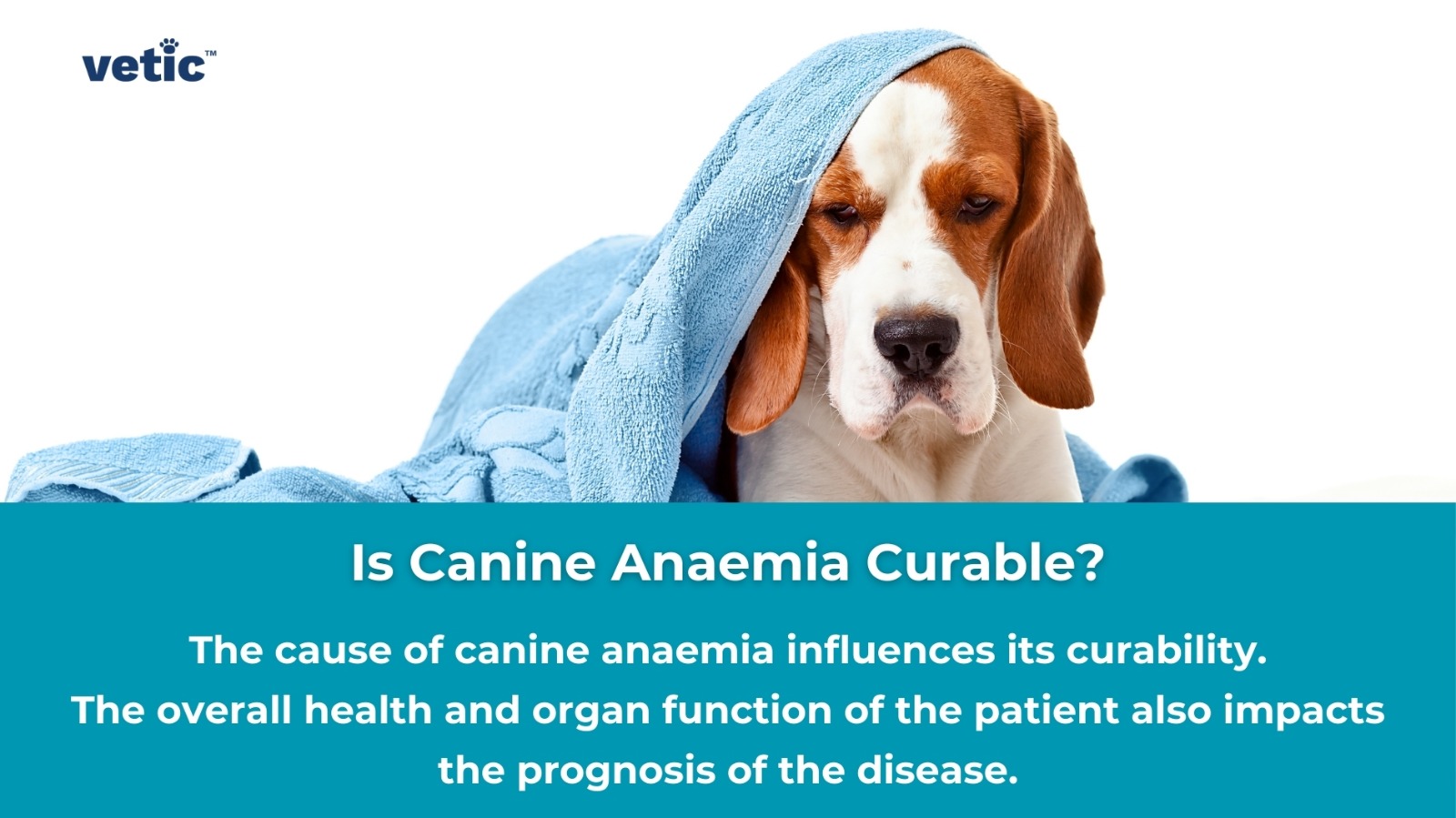 The image contains the logo of “vetic” at the top left corner. A person’s face is blurred, and they are holding a dog wrapped in a blue towel. The text reads: “Is Canine Anaemia Curable? The cause of canine anaemia influences its curability. The overall health and organ function of the patient also impacts the prognosis of the disease.”