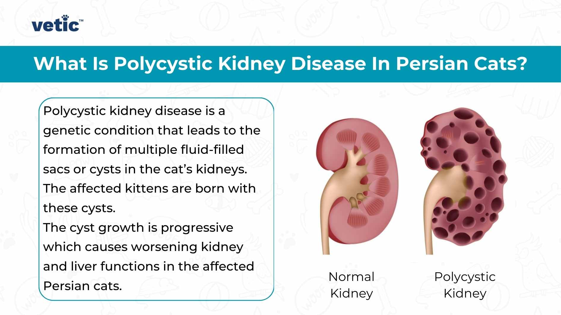 What Is Polycystic Kidney Disease In Persian Cats? Polycystic kidney disease is a genetic condition that leads to the formation of multiple fluid-filled sacs or cysts in the cat’s kidneys. The affected kittens are born with these cysts. The cyst growth is progressive which causes worsening kidney and liver functions in the affected Persian cats. Image by Vetic
