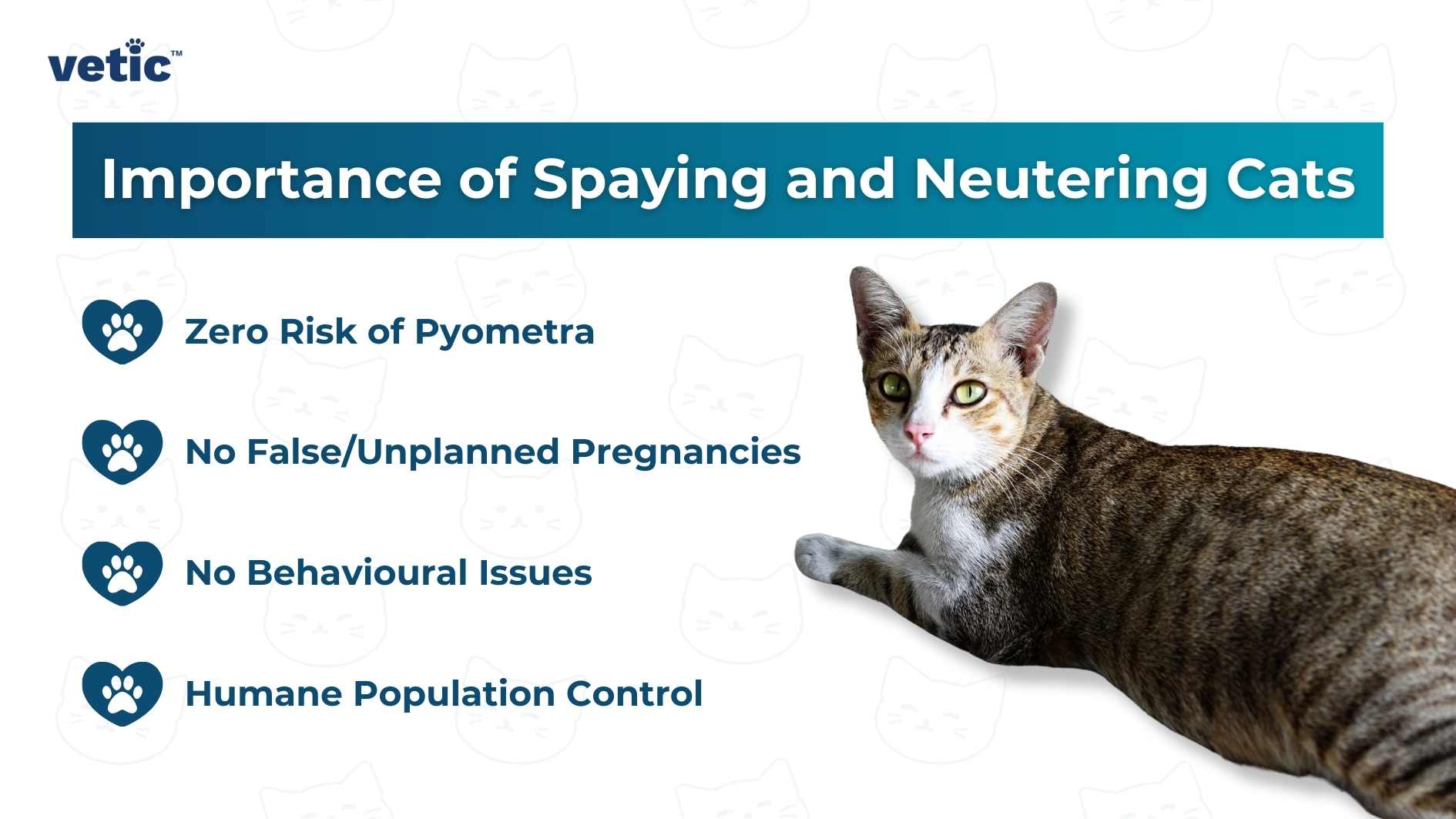The image is an informational graphic created by “vetic” that highlights the importance of spaying and neutering cats. It features a cat with its face obscured on the right side. The background is white with blue accents and includes cat icons. Four benefits of spaying/neutering are listed with check marks: zero risk of pyometra, no false/unplanned pregnancies, no behavioural issues, and humane population control. This image provides information on the benefits of spaying and neutering cats to promote animal welfare and population control.
