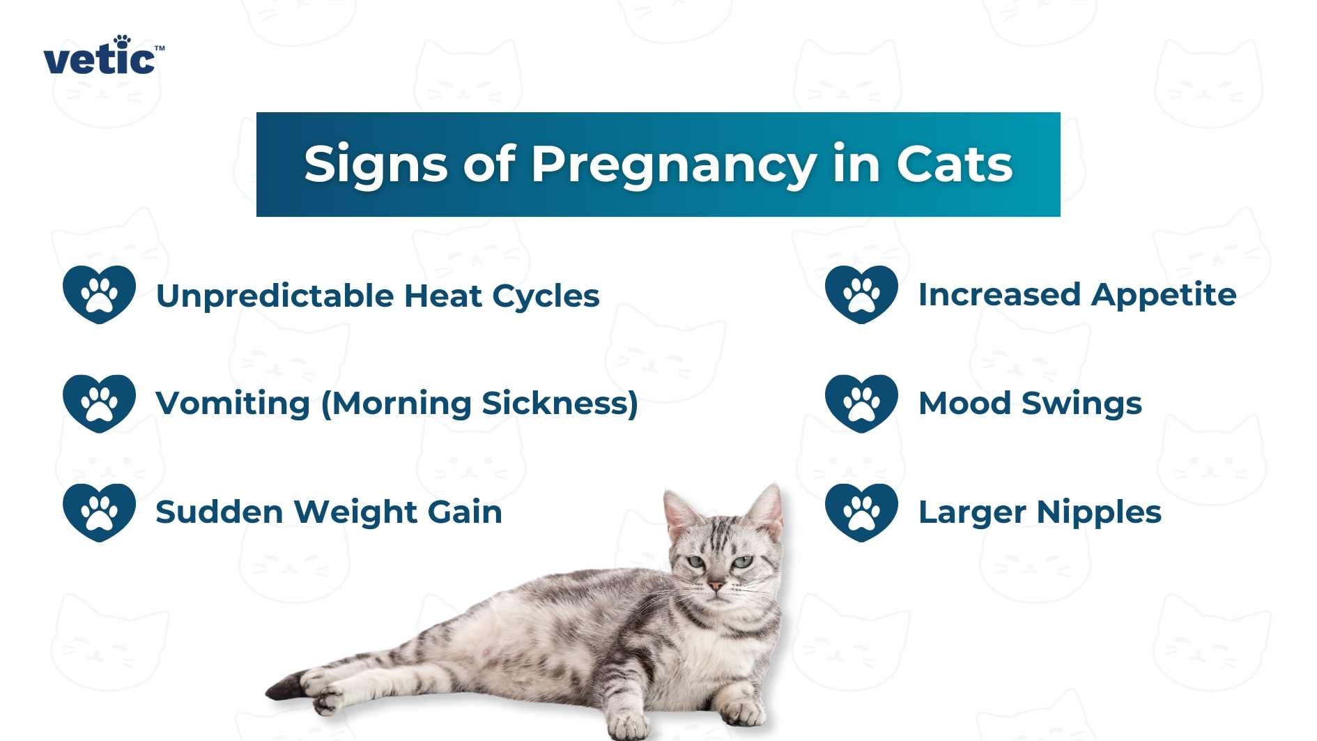 n informative image by Vetic, featuring a list of signs of pregnancy in cats, accompanied by icons and an image of a cat. Unpredictable Heat Cycles Increased Appetite Sudden Weight Gain Vomiting (Morning Sickness) Mood Swings Larger Nipples