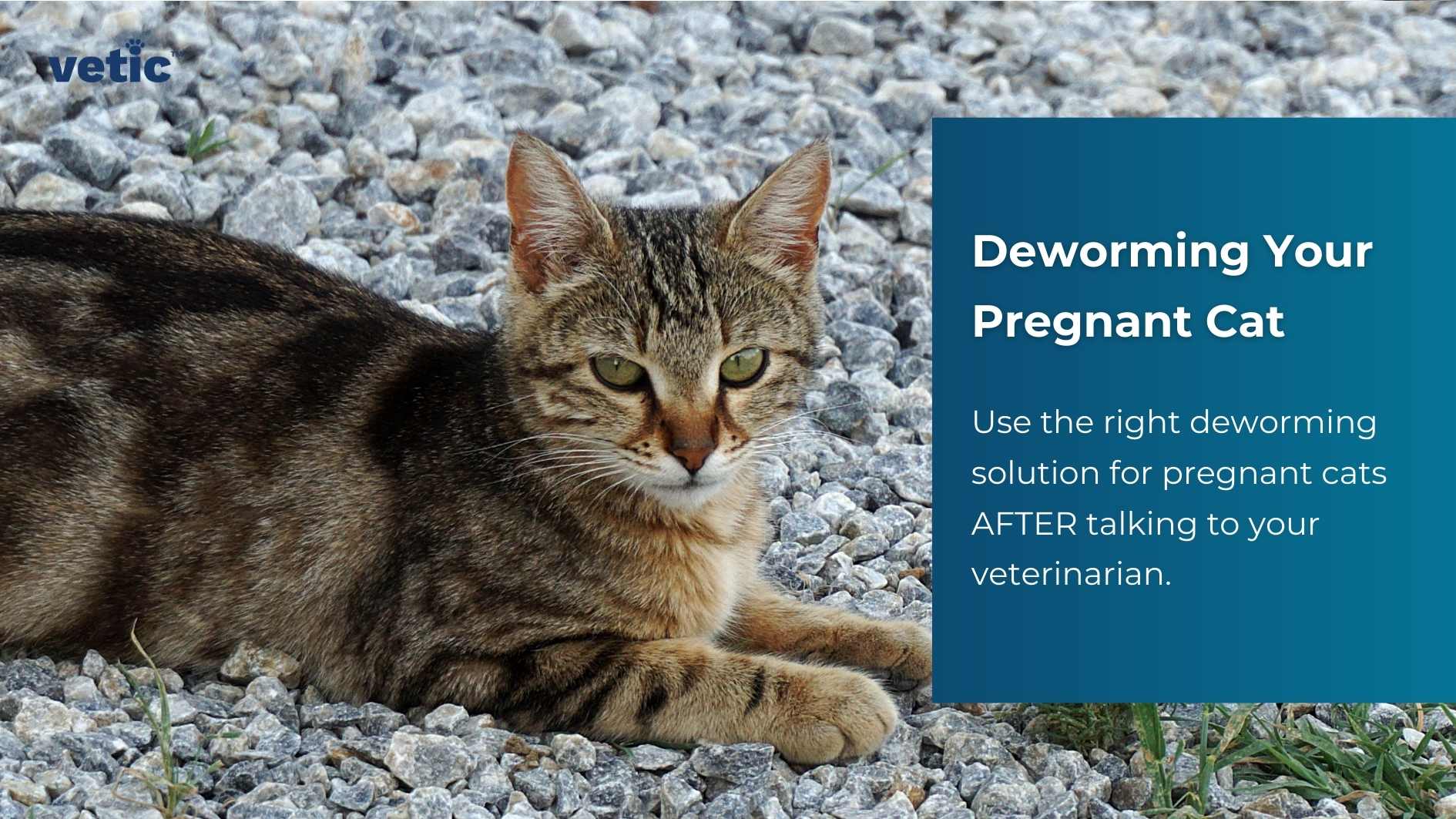 he image shows a cat laying on a gravel surface with a blue informational box to the right that reads “Deworming Your Pregnant Cat: Use the right deworming solution for pregnant cats AFTER talking to your veterinarian.”
