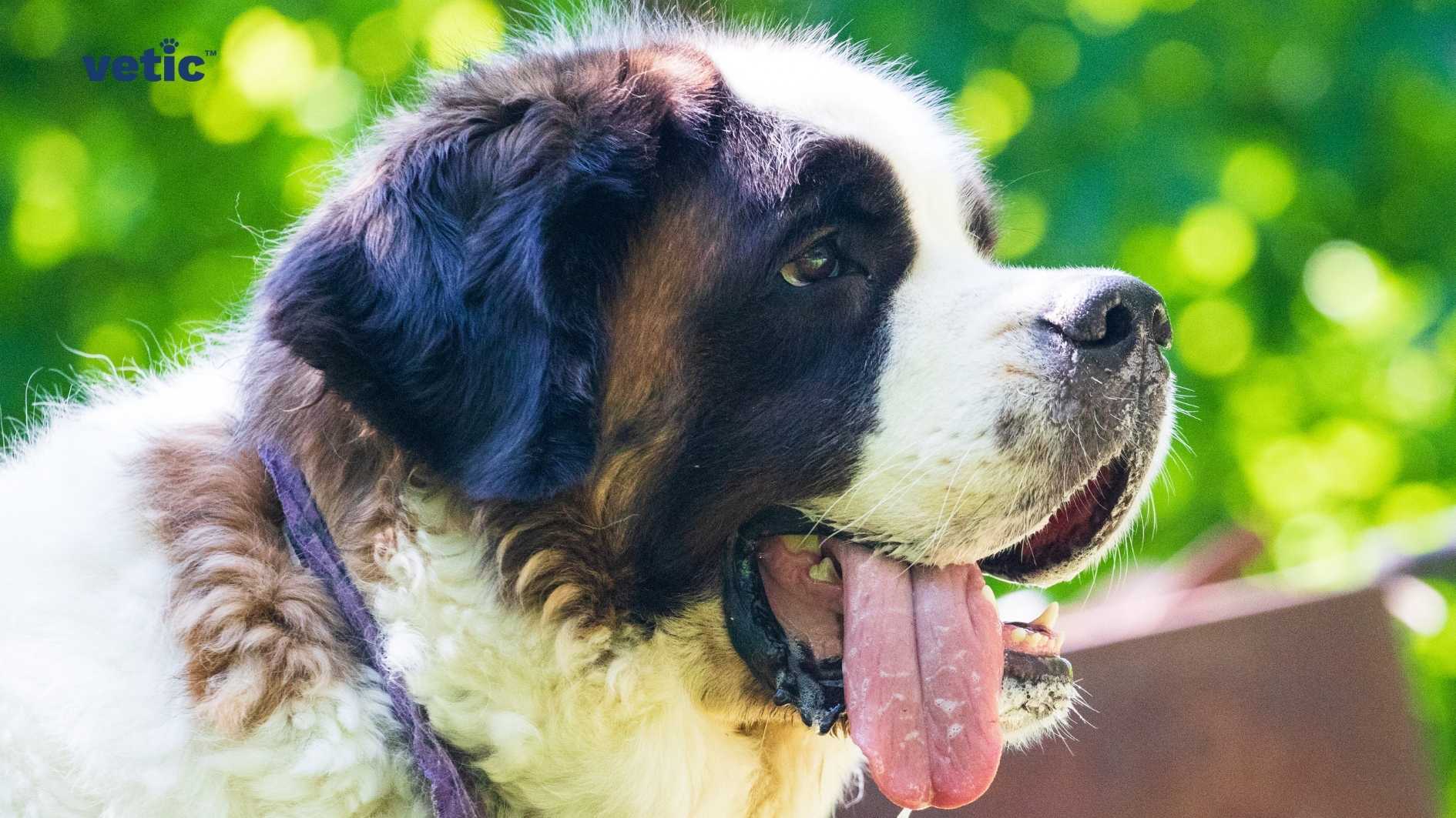 A close-up image of a Saint Bernard dog with its tongue out, showcasing a mix of white and brown fur, set against a backdrop of greenery with the text ‘vetic’ in the top left corner.