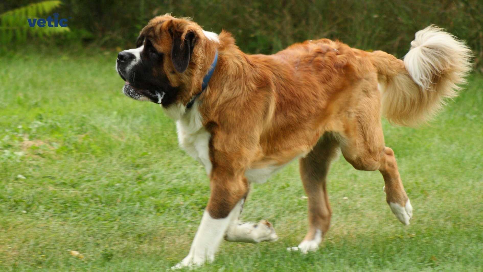 A Saint Bernard dog with a mix of brown, white, and black fur is walking on a grassy field; the word ‘vetic’ is visible in the top left corner.