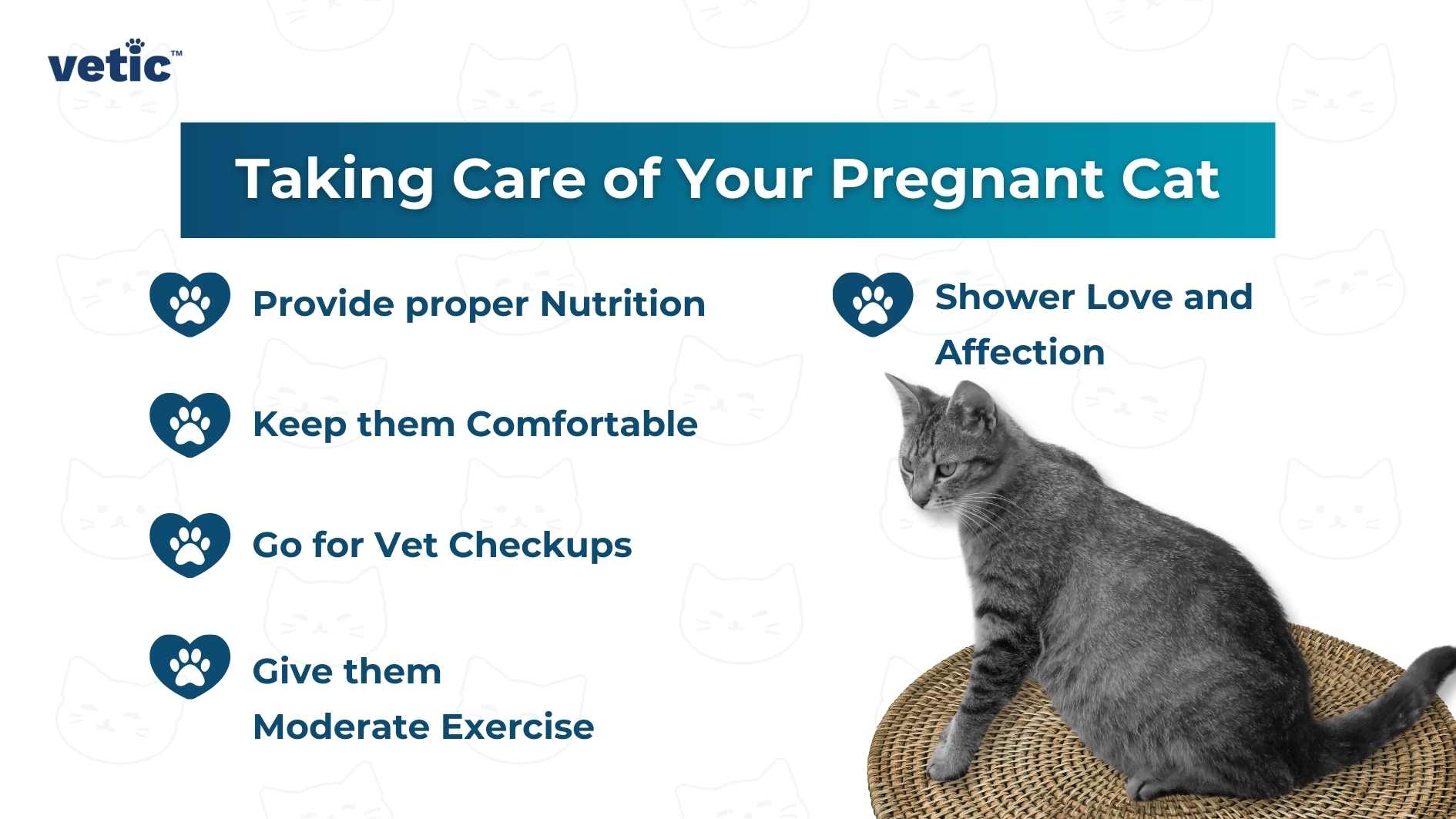 The image is an informative visual guide created by “vetic” that provides tips on taking care of pregnant cats. It features a grey cat sitting gracefully on a woven surface to the right. The text “Taking Care of Your Pregnant Cat” is written in large, bold letters at the top. Five tips are listed with corresponding icons: Provide proper Nutrition, Keep them Comfortable, Go for Vet Checkups, Give them Moderate Exercise, Shower Love and Affection. Each tip is accompanied by a blue paw print icon. This image seems to be relevant for pet owners seeking guidance in ensuring the well-being of their expectant feline friends.