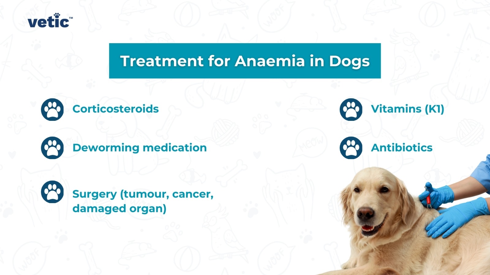The image contains the logo of “vetic” at the top left corner. It lists treatments for canine anaemia, including corticosteroids, deworming medication, surgery (for tumour, cancer, damaged organ), vitamins (K1), and antibiotics. There is also an image of a dog being examined by a person wearing gloves.