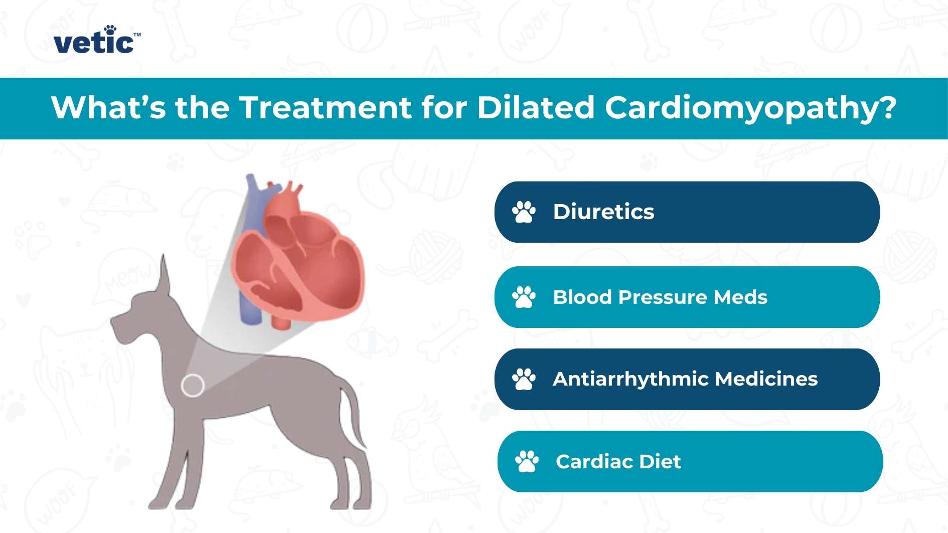 The image contains the logo of “vetic” at the top left corner and a question, “What’s the Treatment for Dilated Cardiomyopathy?” Below this text, there is an illustration of a dog with an oversized human heart superimposed on its body. To the right, there are four treatment options listed: “Diuretics,” “Blood Pressure Meds,” “Antiarrhythmic Medicines,” and “Cardiac Diet.” Each option is accompanied by a paw print icon.