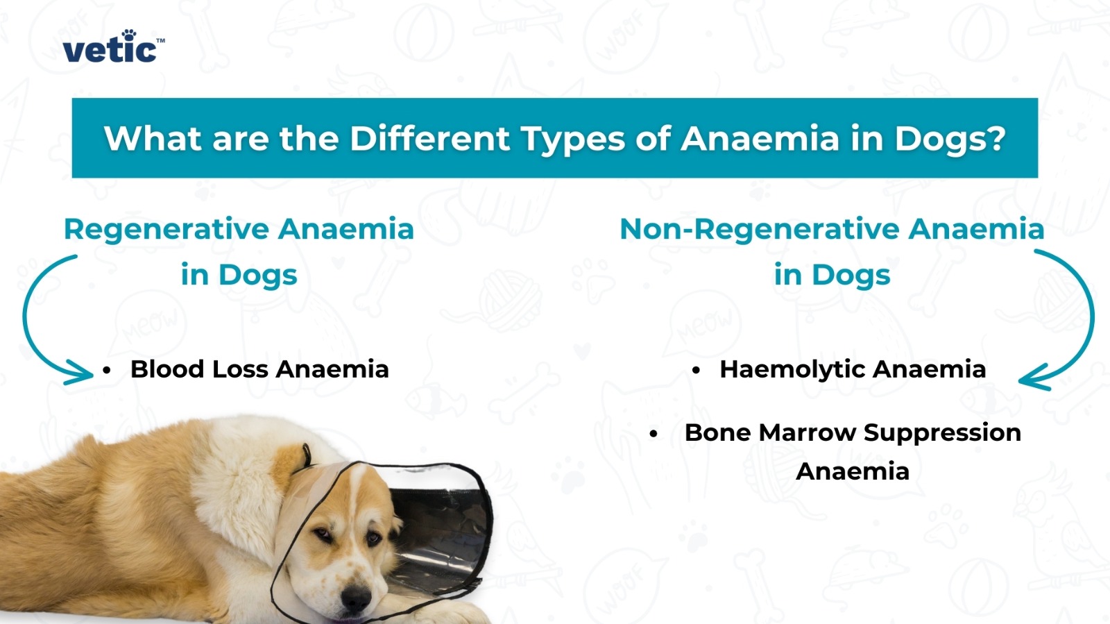 The image contains text from “vetic” at the top, followed by a question “What are the Different Types of Anaemia in Dogs?” Below this, there are two categories: “Regenerative Anaemia in Dogs” with a sub-item “Blood Loss Anaemia,” and “Non-Regenerative Anaemia in Dogs” with sub-items “Haemolytic Anaemia” and “Bone Marrow Suppression Anaemia.” There is also an image of a dog wearing a cone collar.