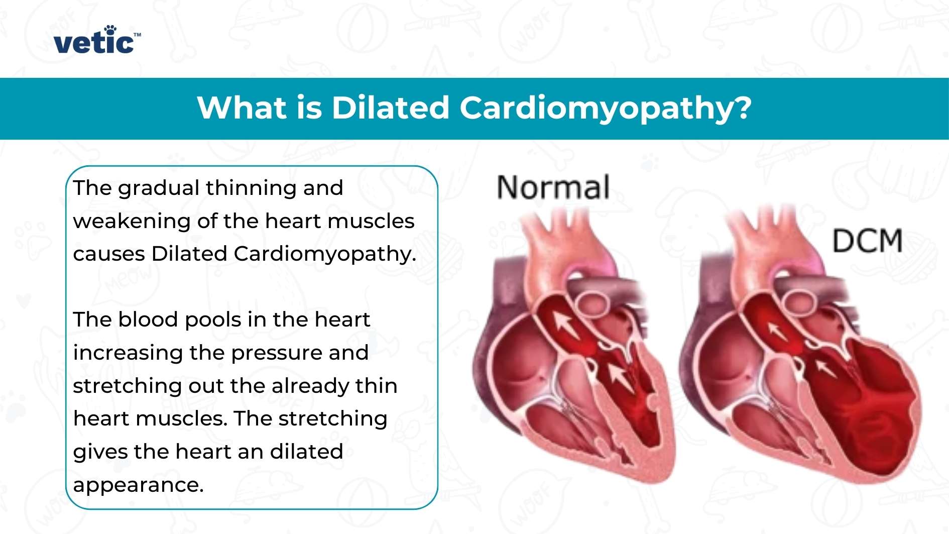 The image by vetic contains text and visual elements explaining Dilated Cardiomyopathy (DCM). The OCR text reads: “What is Dilated Cardiomyopathy? The gradual thinning and weakening of the heart muscles causes Dilated Cardiomyopathy. The blood pools in the heart increasing the pressure and stretching out the already thin heart muscles. The stretching gives the heart a dilated appearance.” It also includes labeled diagrams of a normal heart and a heart with DCM to visually represent the condition.