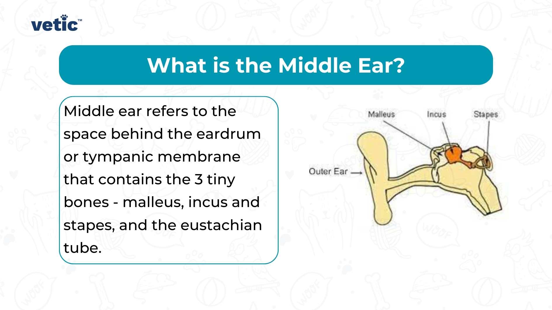 An informative diagram of the middle ear structure. The image contains text that reads: ‘What is the Middle Ear? Middle ear refers to the space behind the eardrum or tympanic membrane that contains the 3 tiny bones - malleus, incus and stapes, and the eustachian tube.’ This image provides a clear explanation of what constitutes the middle ear with a labeled diagram for visual aid, making complex biological information easily understandable.