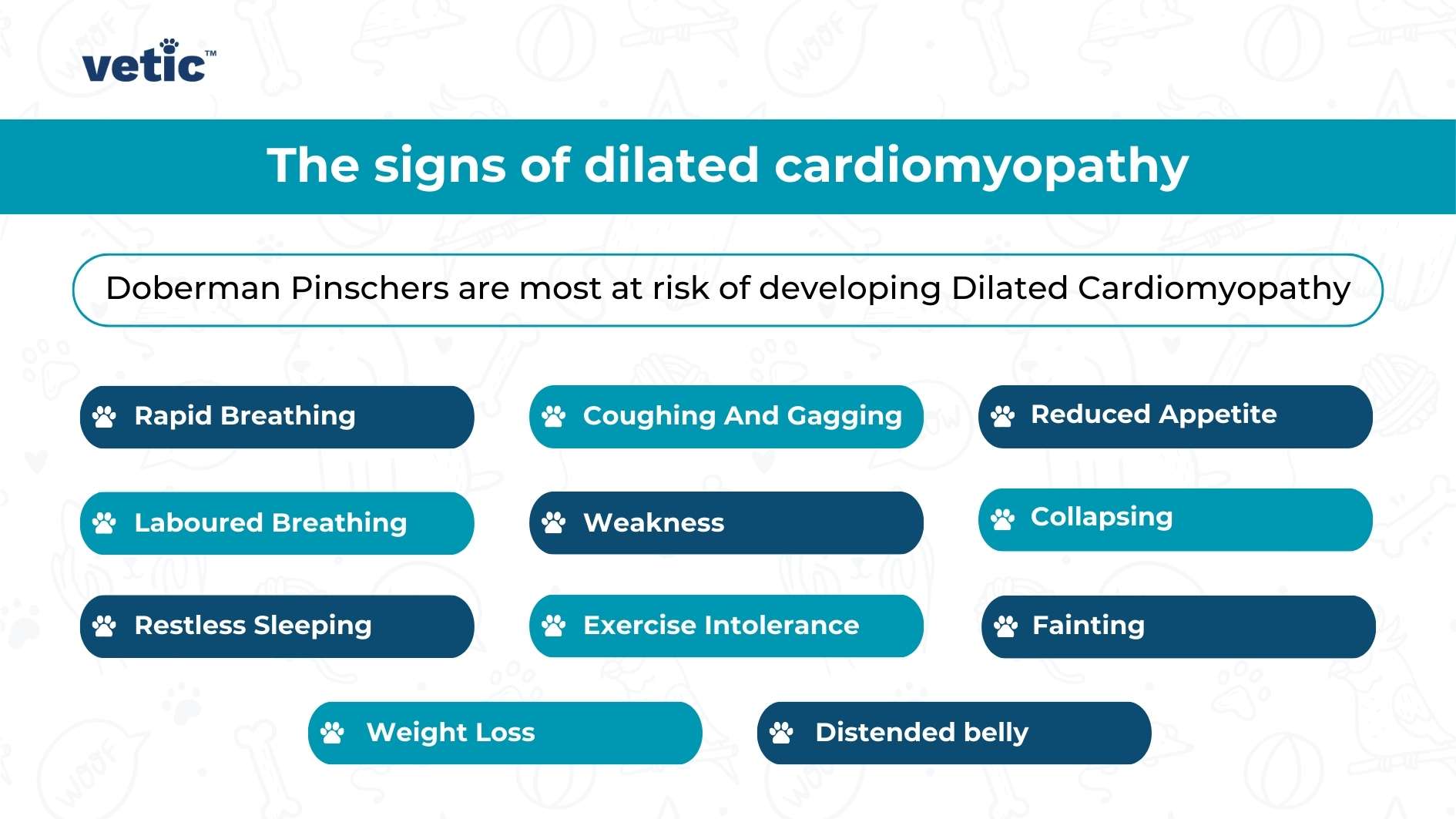 The title “The signs of dilated cardiomyopathy” is prominent at the top, followed by a statement that Doberman Pinschers are most at risk of developing this condition. Below, there are twelve signs listed with corresponding icons: Rapid Breathing, Laboured Breathing, Restless Sleeping, Coughing And Gagging, Weakness, Exercise Intolerance, Weight Loss, Reduced Appetite, Collapsing, Fainting and Distended belly.