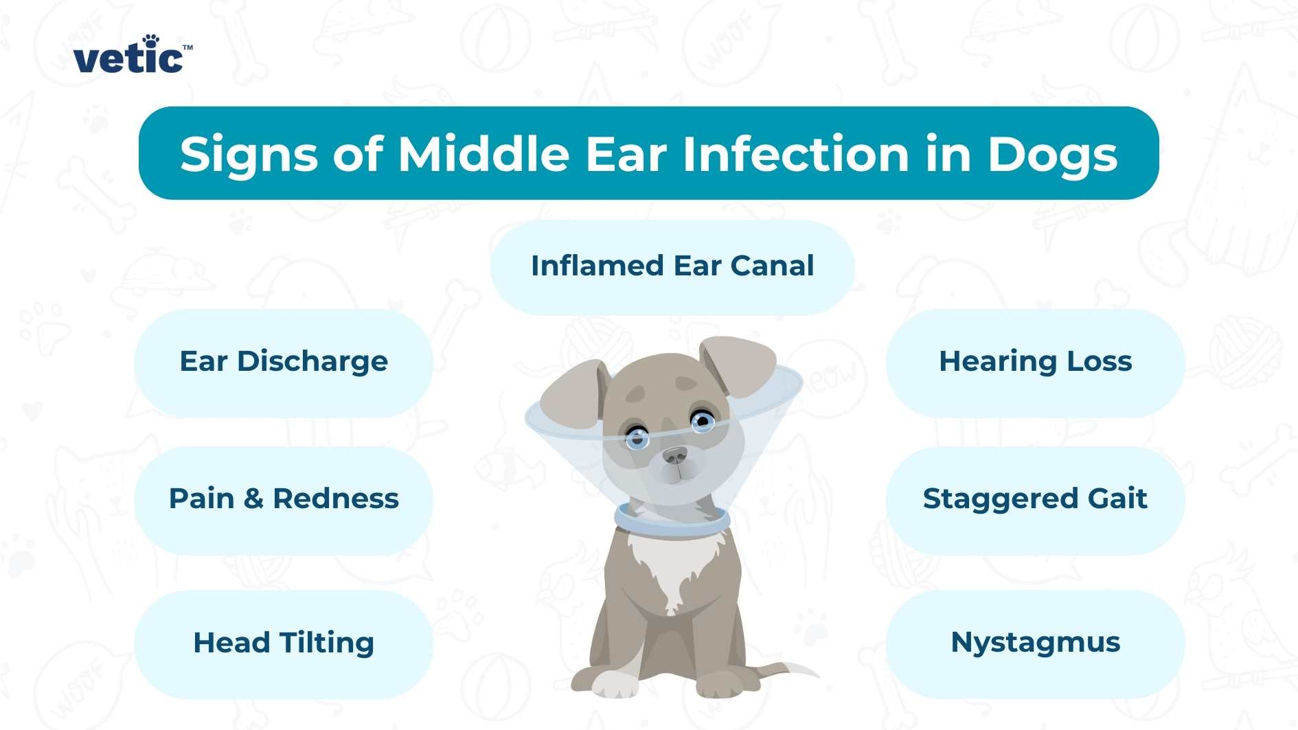 infographic by vetic on the signs of middle ear infection in dogs. the signs of otitis media in dogs include - Discharge from the ears Loss of hearing Inflamed ear canal Redness and pain Head tilting Staggered gait Nystagmus