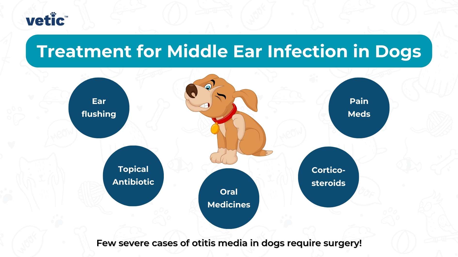 An informational image outlining the treatment for middle ear infection in dogs. The image features a cartoon dog and five blue circles containing text. The circles are labeled ‘Ear flushing,’ ‘Topical Antibiotic,’ ‘Oral Medicines,’ ‘Pain Meds,’ and ‘Cortico-steroids.’ The background has faint outlines of dogs, and there’s a note at the bottom stating, ‘Few severe cases of otitis media in dogs require surgery!’ This image provides various treatment options for middle ear infection in dogs, offering a quick reference for pet owners or veterinarians.