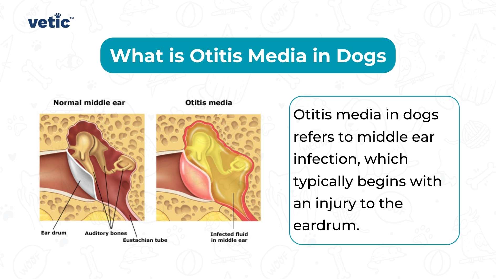 An informative comparison image of a normal middle ear and one affected by otitis media in dogs. The left side illustrates a healthy ear with labeled parts like the eardrum, auditory bones, and Eustachian tube. The right side shows an inflamed ear highlighted with infected fluid. The image also contains text that reads: ‘Otitis media in dogs refers to middle ear infection, which typically begins with an injury to the eardrum.’