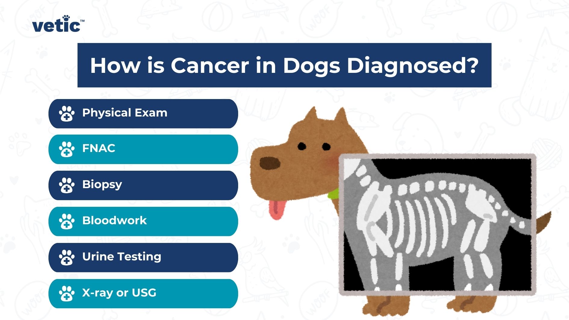 nfographic by Vetic showing the methods of diagnosing cancer in dogs including physical exam, FNAC, biopsy, bloodwork, urine testing, and X-ray or USG with an illustration of a dog and its skeletal structure.