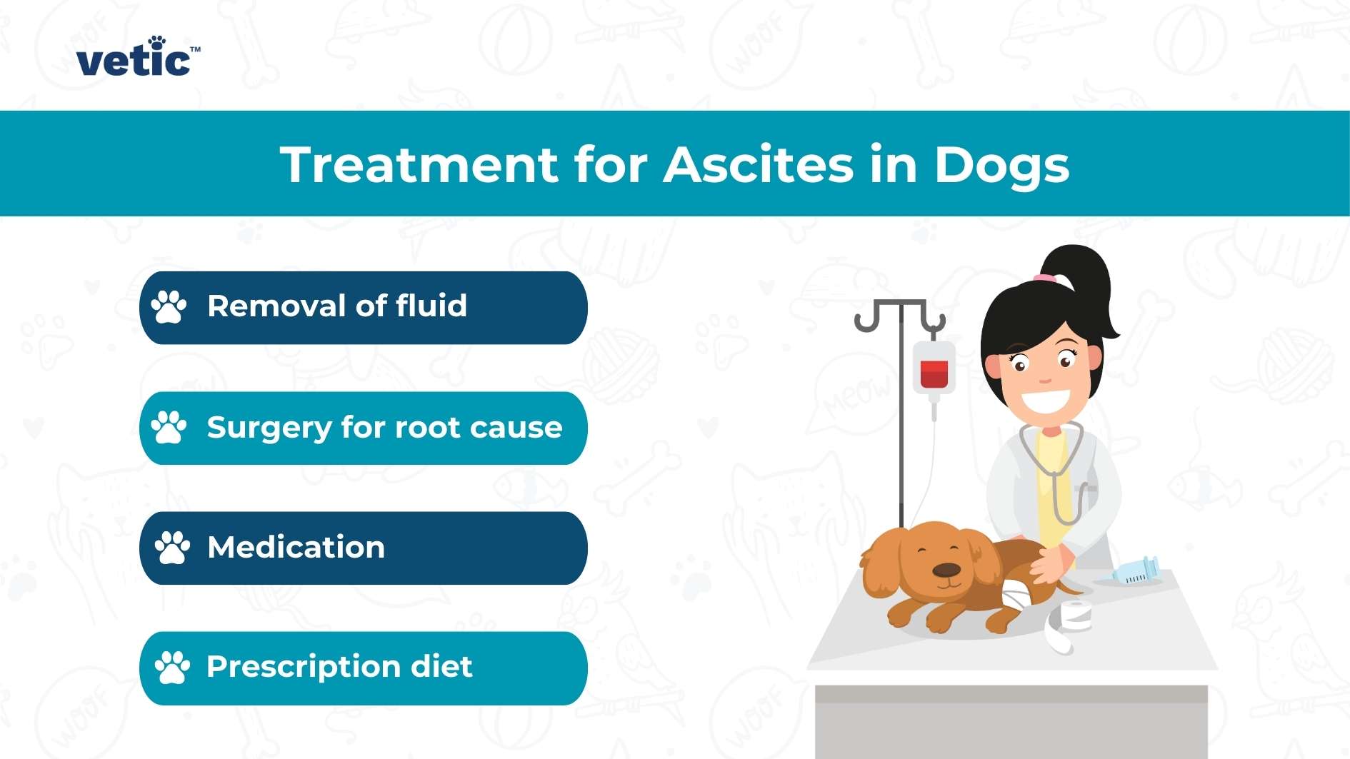 An informational image by Vetic about the treatment for ascites in dogs, including removal of fluid, surgery for root cause, medication, and prescription diet. A vet is depicted next to a dog on a table.