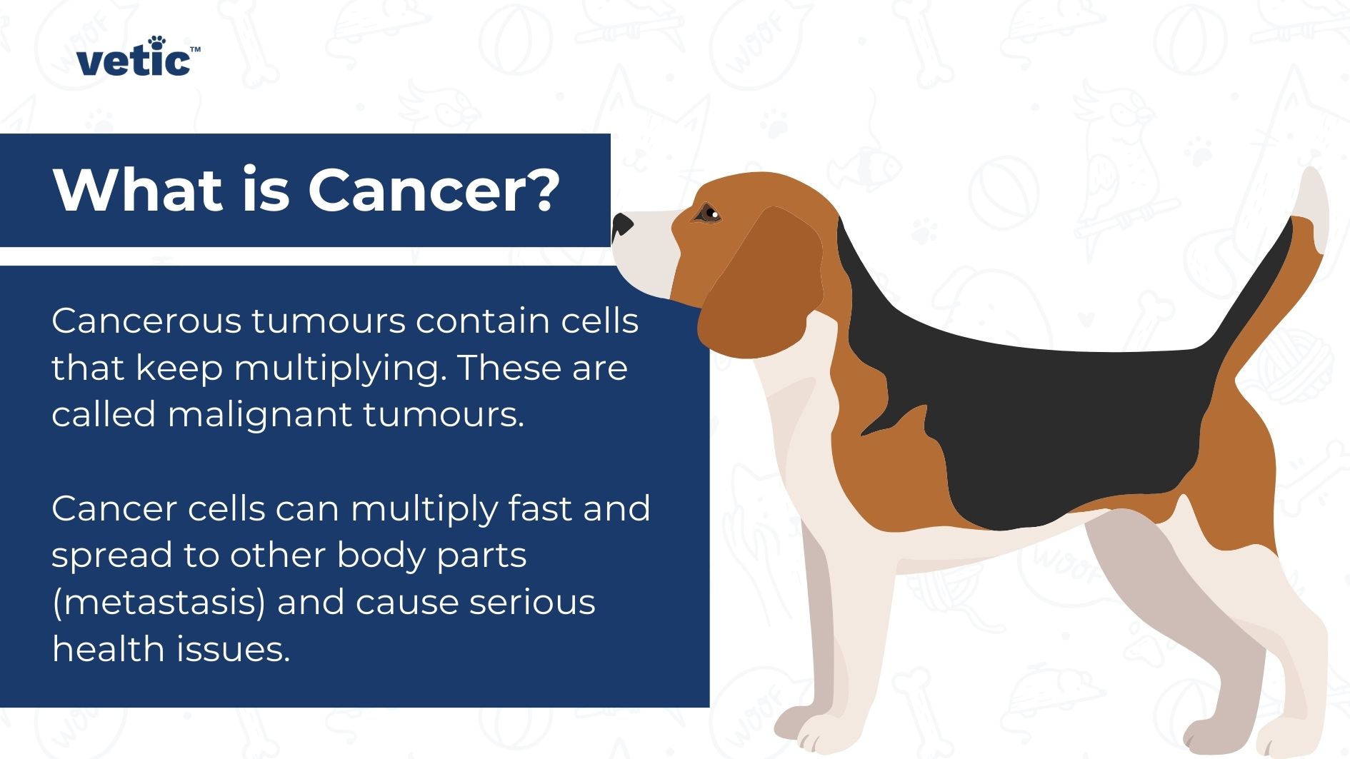 Illustration of a Beagle dog with information on cancer in dogs, explaining that cancerous tumours contain cells that multiply and can spread to other body parts causing serious health issues. the illustration has a Vetic trademark/logo.